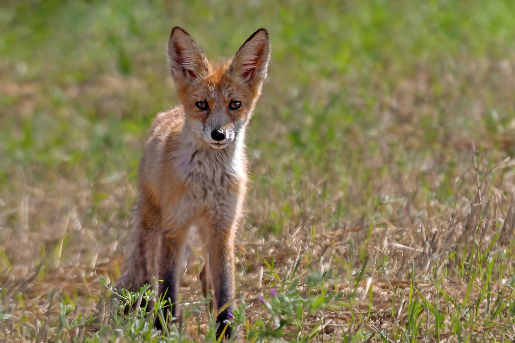 Photo hunt for a red predator - My, Photo hunting, The nature of Russia, Fox, In the animal world, Wild animals, Longpost