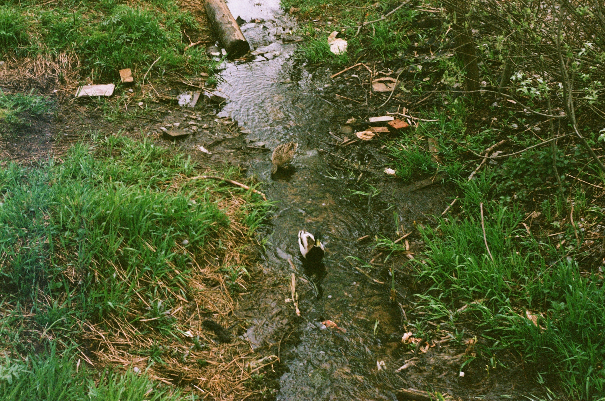 Summer on film - My, The photo, Film, ladybug, Duck, Longpost