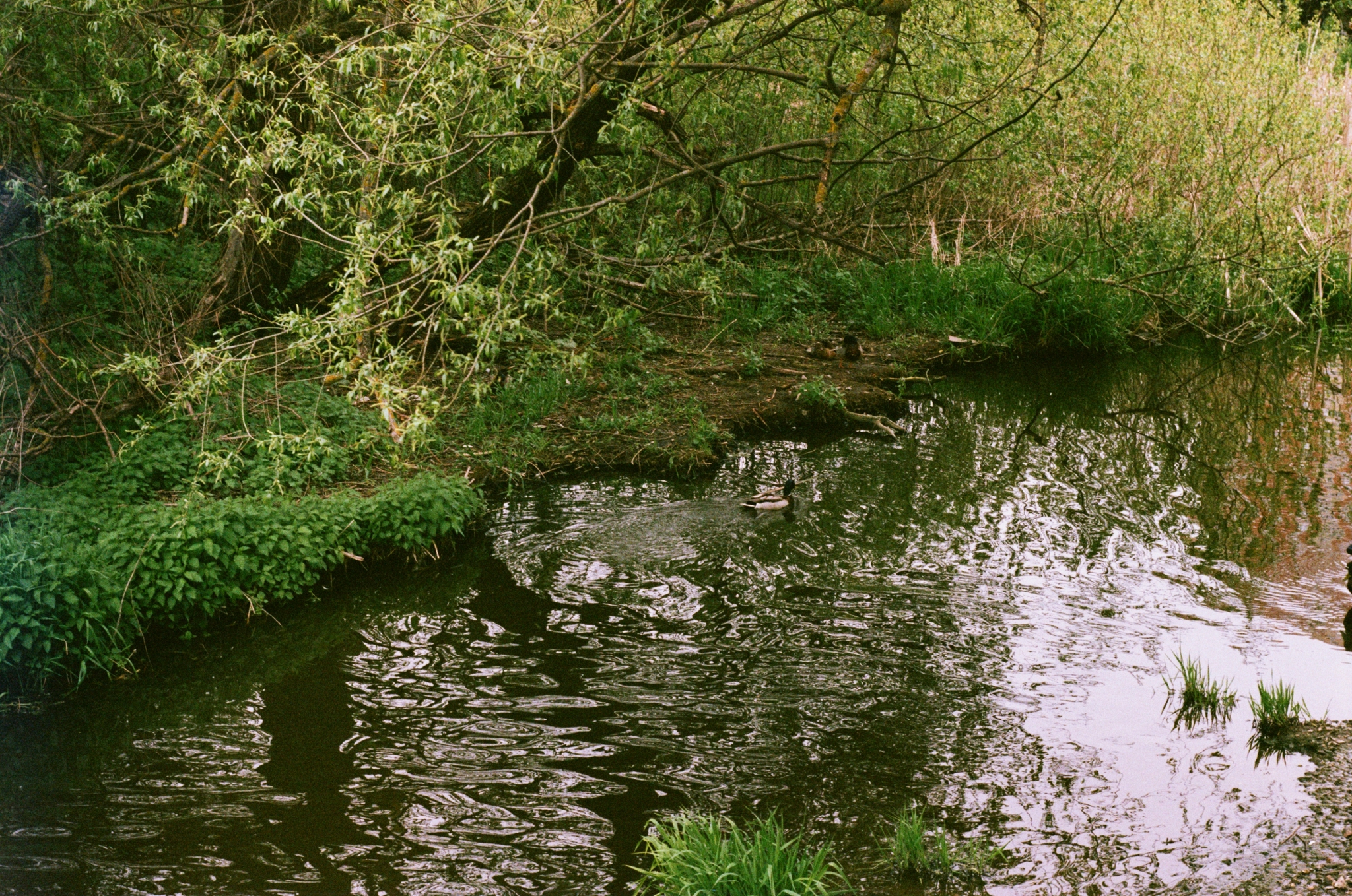 Summer on film - My, The photo, Film, ladybug, Duck, Longpost