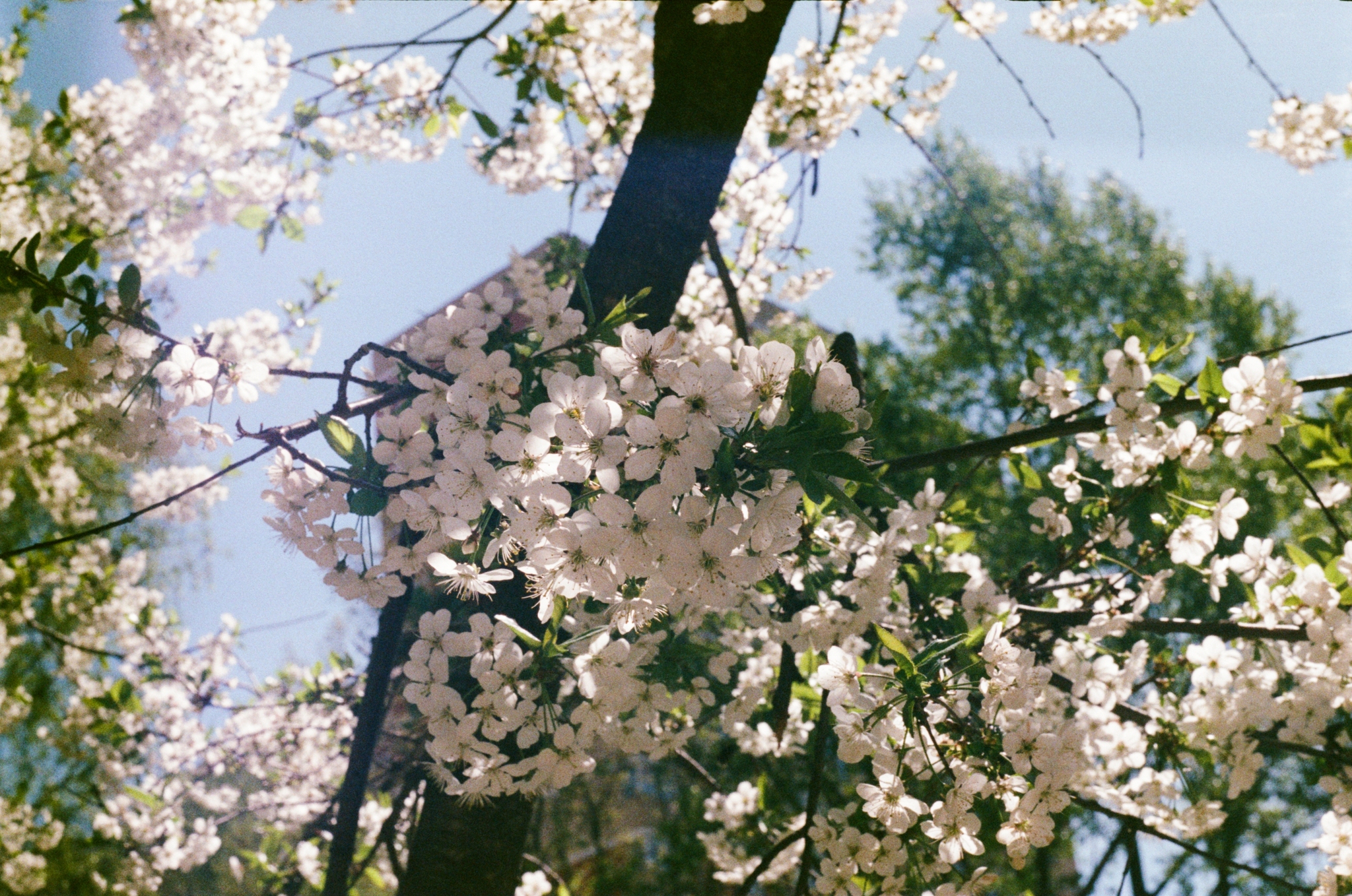 Summer on film - My, The photo, Film, ladybug, Duck, Longpost