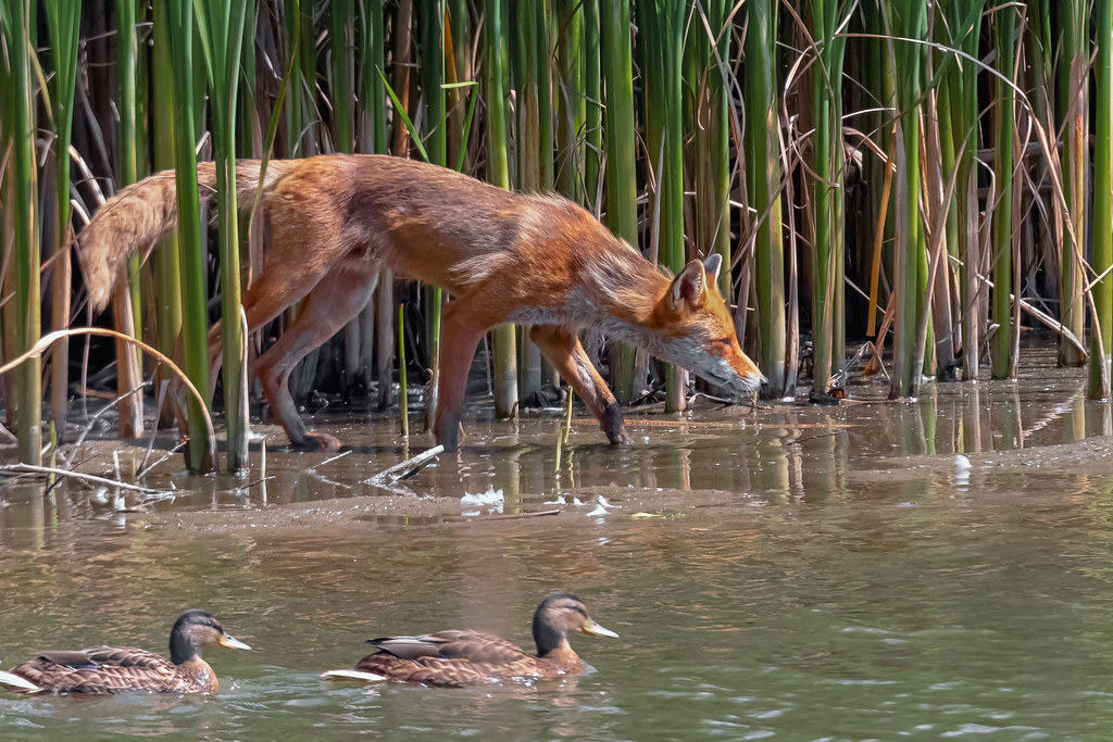 Photo hunt for a red predator - My, Photo hunting, The nature of Russia, Fox, In the animal world, Wild animals, Longpost