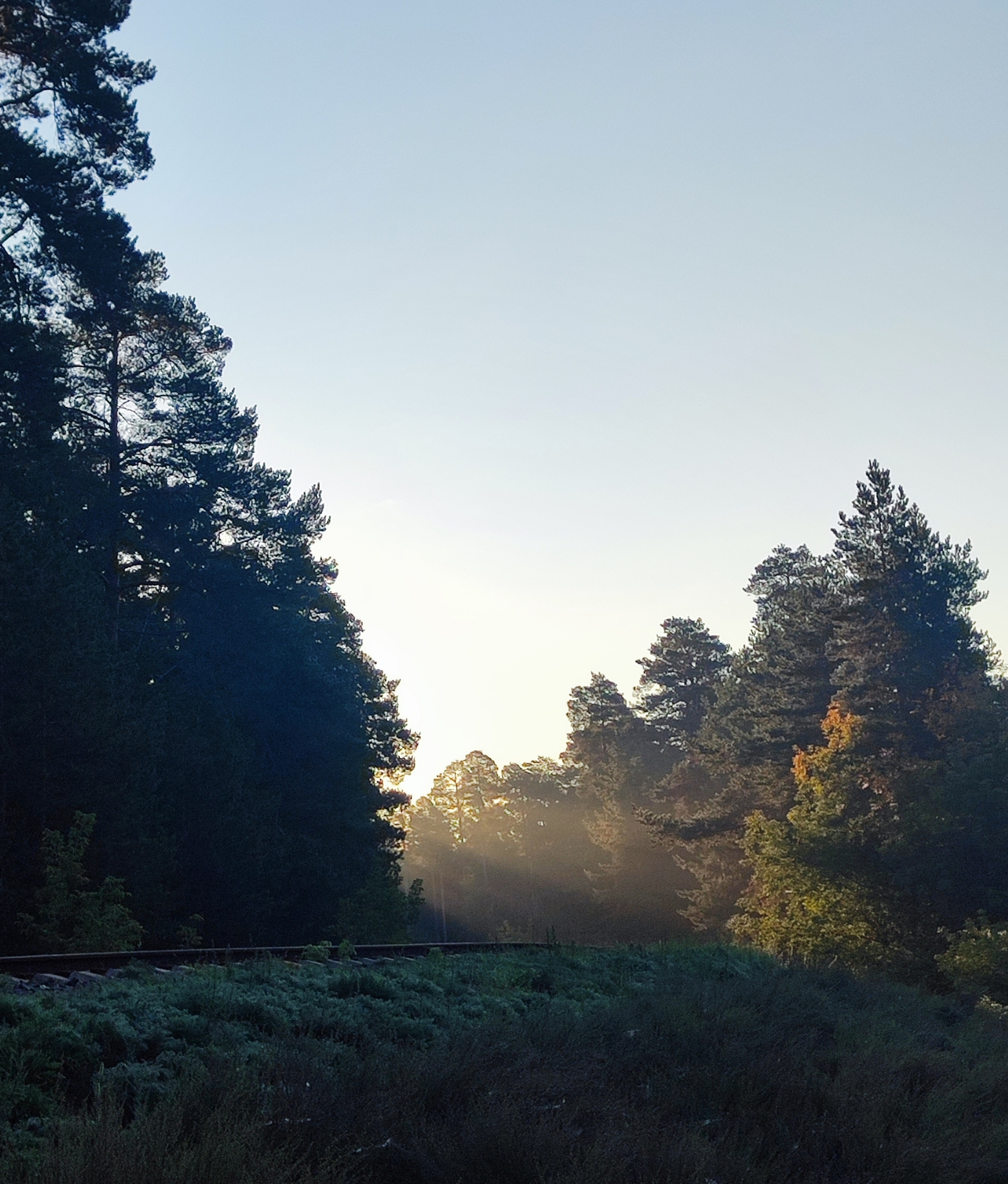 Good Saturday morning! - My, Run, Sport, Morning, Good morning, Forest, Lake, Career, Kazan, Yudino, cat, Animals, The photo, Mobile photography, Longpost