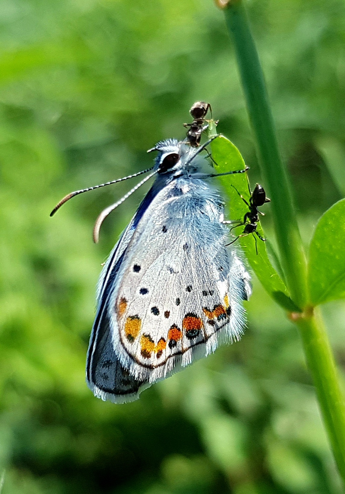 So fresh - My, Butterfly, Macro photography, Insects, Mobile photography, Close, Fresh, Informative, beauty, Nature, Longpost