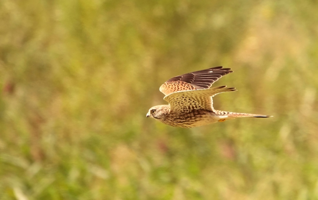 The kestrel is flying - My, The photo, Netherlands (Holland), Nature, Birds