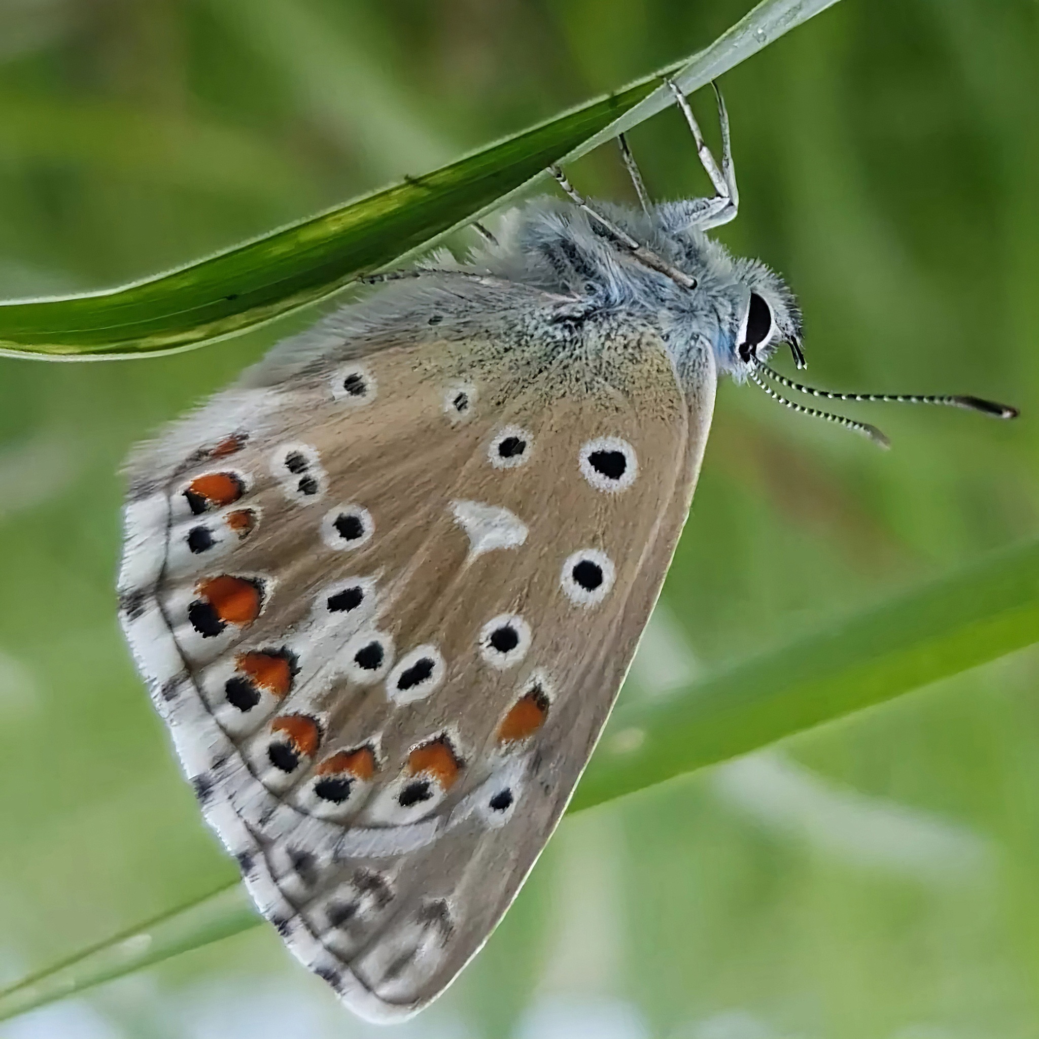 So fresh - My, Butterfly, Macro photography, Insects, Mobile photography, Close, Fresh, Informative, beauty, Nature, Longpost