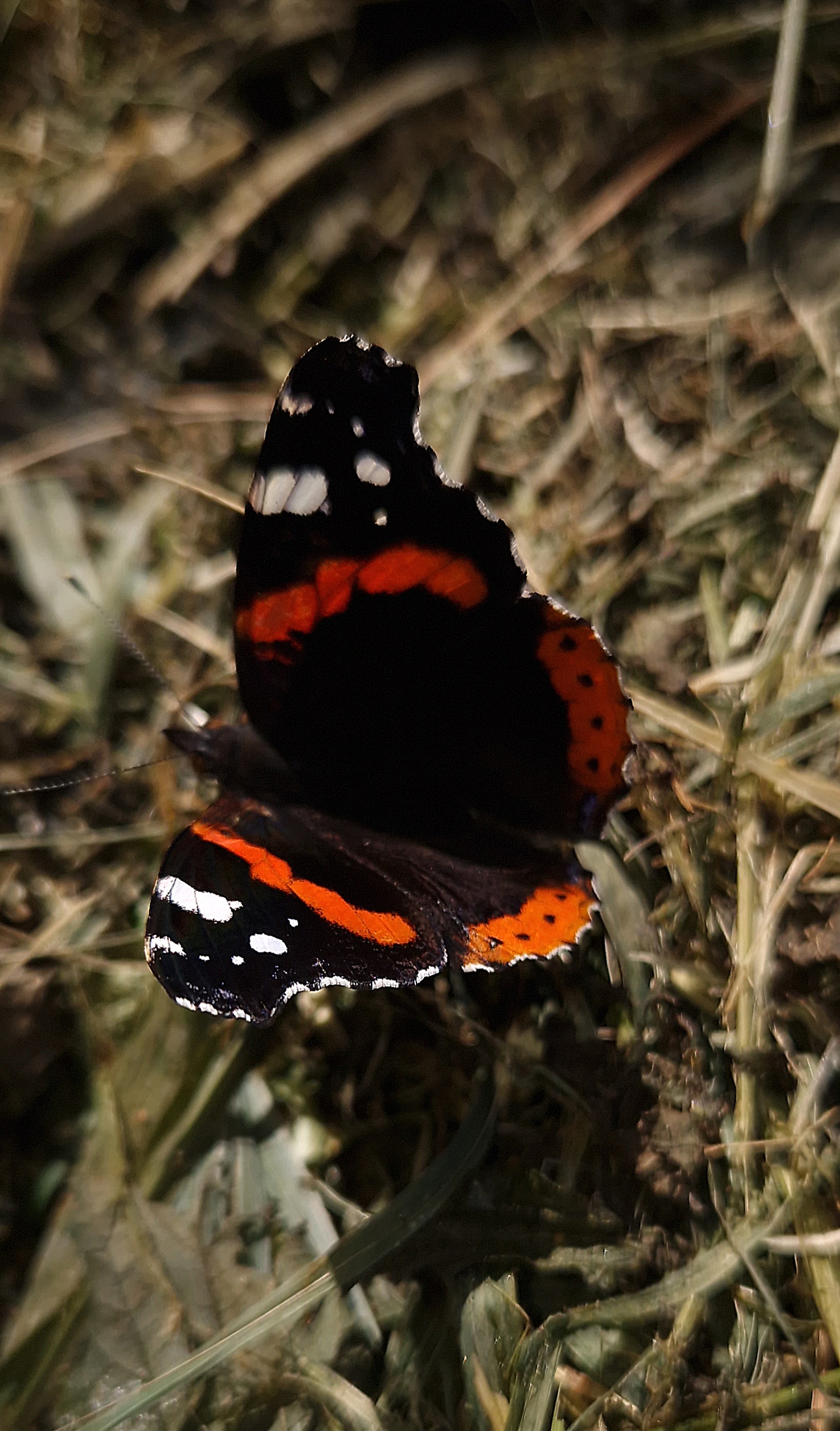 So fresh - My, Butterfly, Macro photography, Insects, Mobile photography, Close, Fresh, Informative, beauty, Nature, Longpost