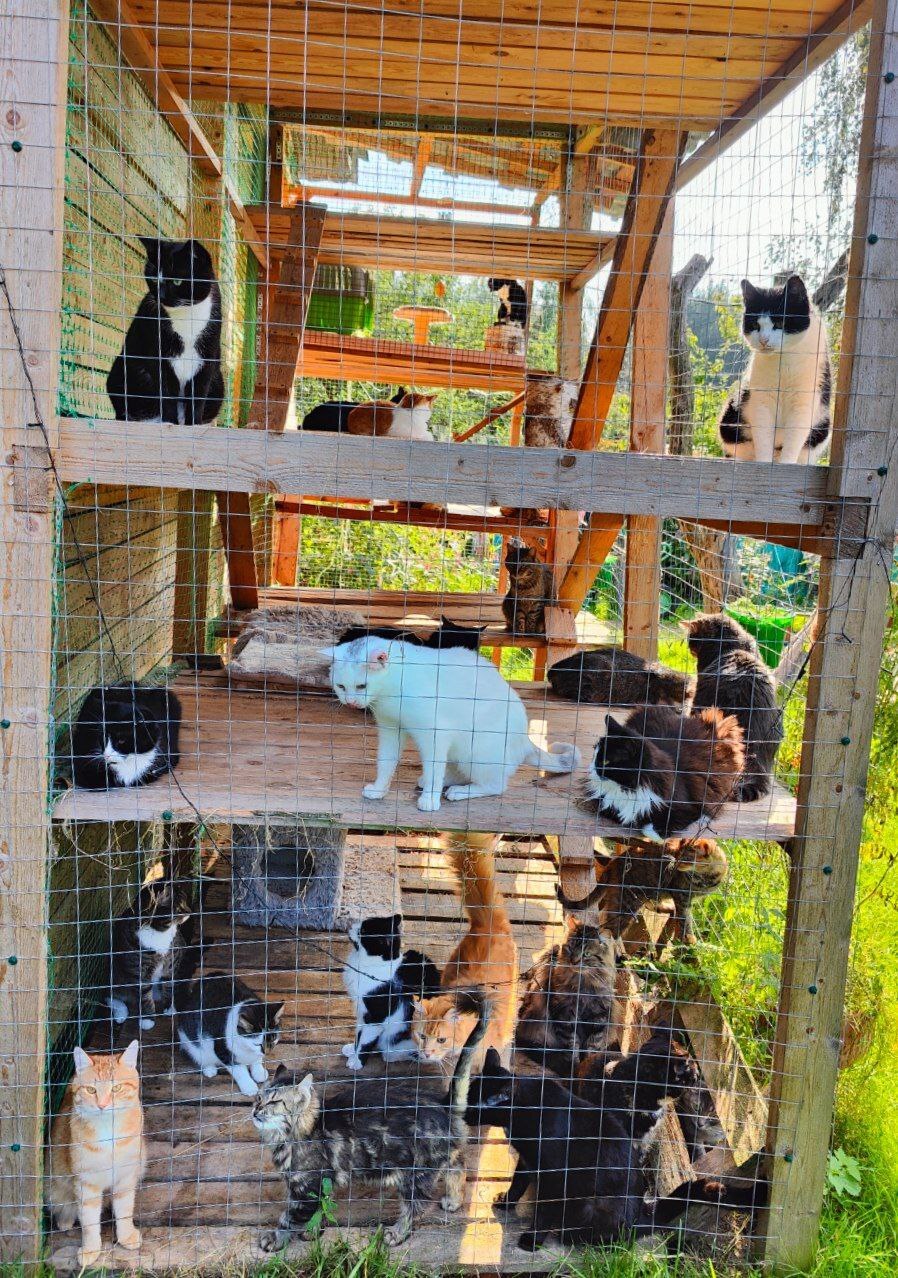 Greetings to everyone from the catnip from the cats rescued from the dachas (some were dying). I water the cats and give out grass - My, Dacha, Vertical video, cat, Animal Rescue, Helping animals, Tosno, Video, Longpost