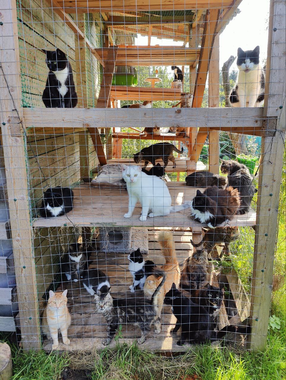 Greetings to everyone from the catnip from the cats rescued from the dachas (some were dying). I water the cats and give out grass - My, Dacha, Vertical video, cat, Animal Rescue, Helping animals, Tosno, Video, Longpost