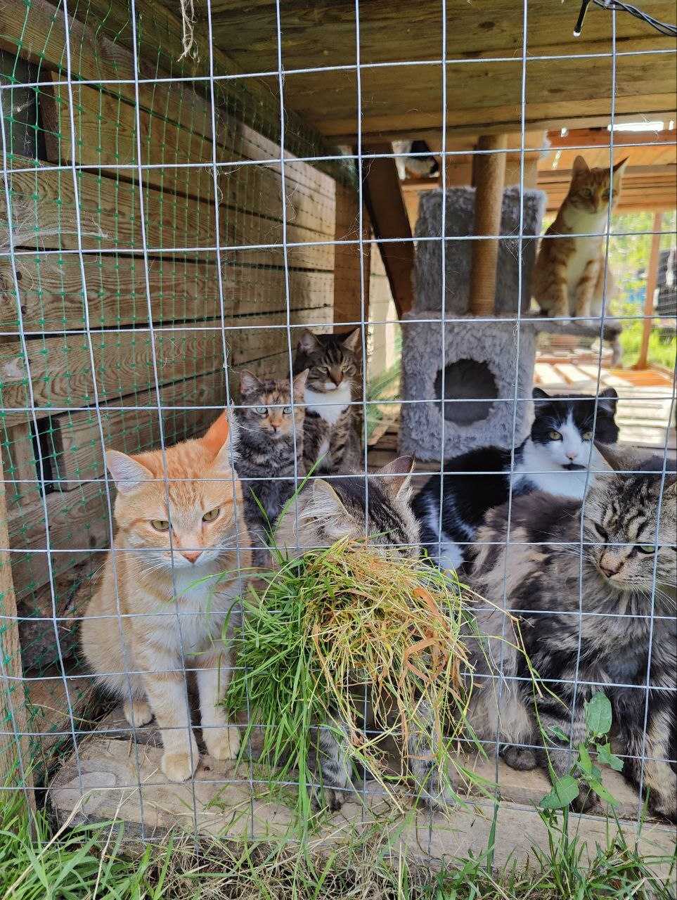 Greetings to everyone from the catnip from the cats rescued from the dachas (some were dying). I water the cats and give out grass - My, Dacha, Vertical video, cat, Animal Rescue, Helping animals, Tosno, Video, Longpost