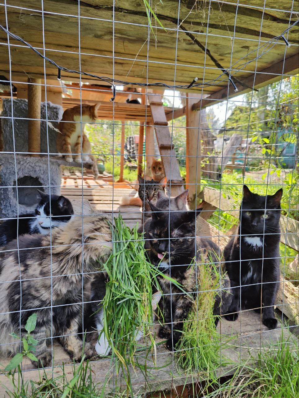 Greetings to everyone from the catnip from the cats rescued from the dachas (some were dying). I water the cats and give out grass - My, Dacha, Vertical video, cat, Animal Rescue, Helping animals, Tosno, Video, Longpost