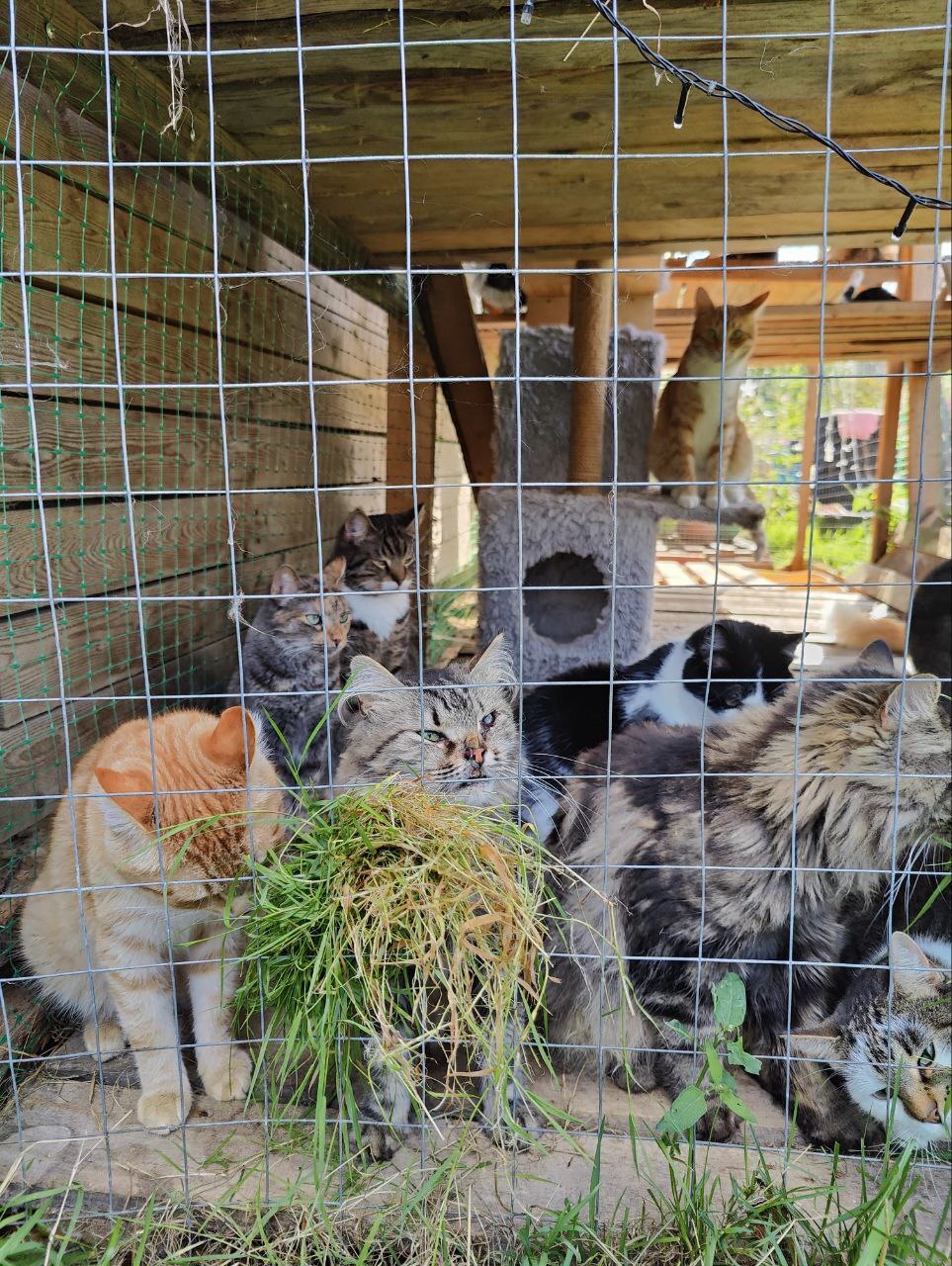 Всем привет из котовника от спасенных с дач котиков (кто-то был при смерти). Поливаю котов водой и раздаю траву - Моё, Дача, Вертикальное видео, Кот, Спасение животных, Помощь животным, Тосно, Видео, Длиннопост