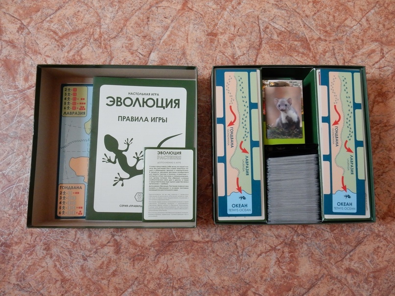 Evolution - all stages from the simplest to obligate predators - My, Board games, Стратегия, Overview, Evolution, Wild animals, Головоломка, Game Reviews, Longpost