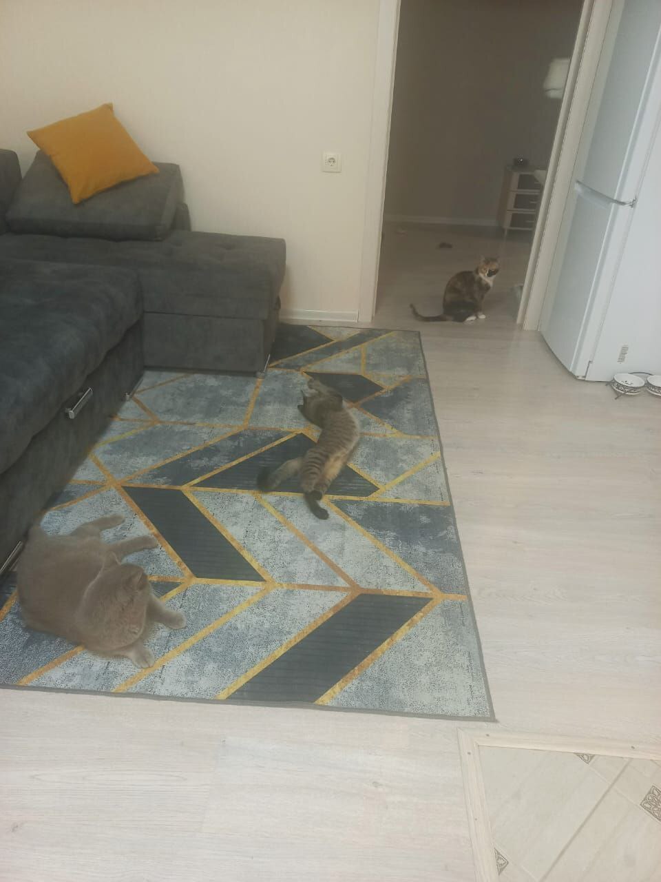 Amur, who was put down by his owner because of his business trips, sends greetings from his new home - My, cat, Found a home, Tosno, Saint Petersburg, Video, Vertical video, Longpost, Friday tag is mine