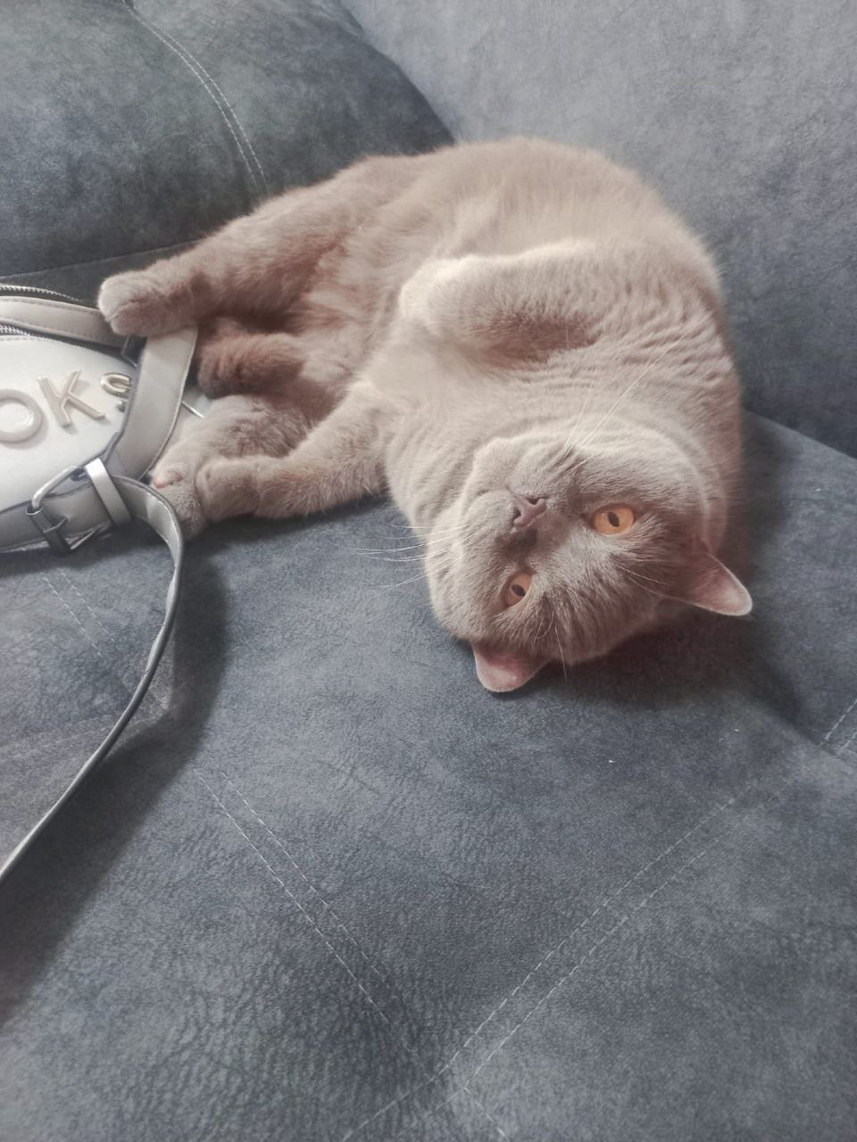 Amur, who was put down by his owner because of his business trips, sends greetings from his new home - My, cat, Found a home, Tosno, Saint Petersburg, Video, Vertical video, Longpost, Friday tag is mine