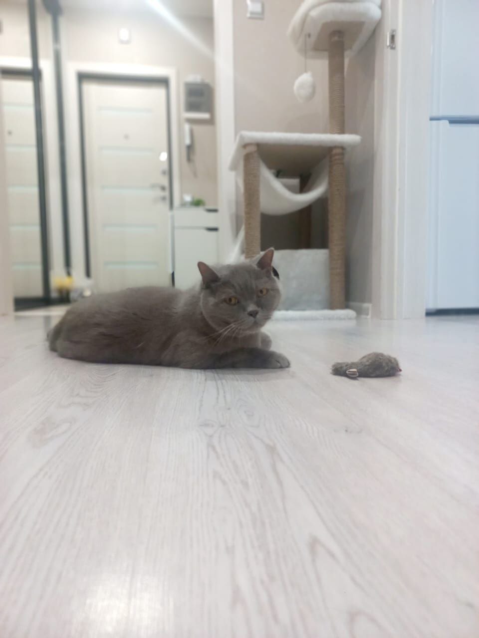 Amur, who was put down by his owner because of his business trips, sends greetings from his new home - My, cat, Found a home, Tosno, Saint Petersburg, Video, Vertical video, Longpost, Friday tag is mine