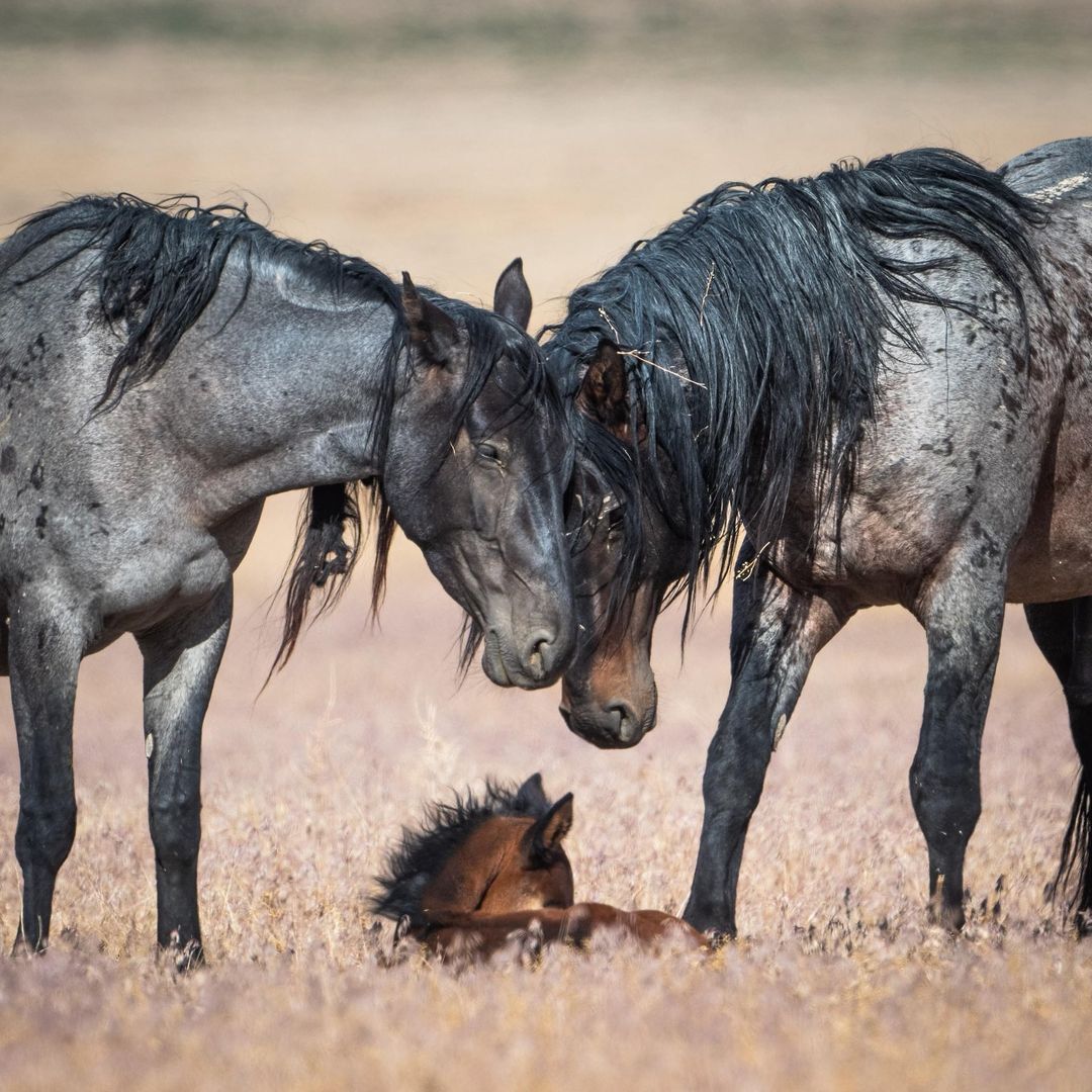 August 31 is Horse Day - Horses, Odd-toed ungulates, Foal, Pets, The photo