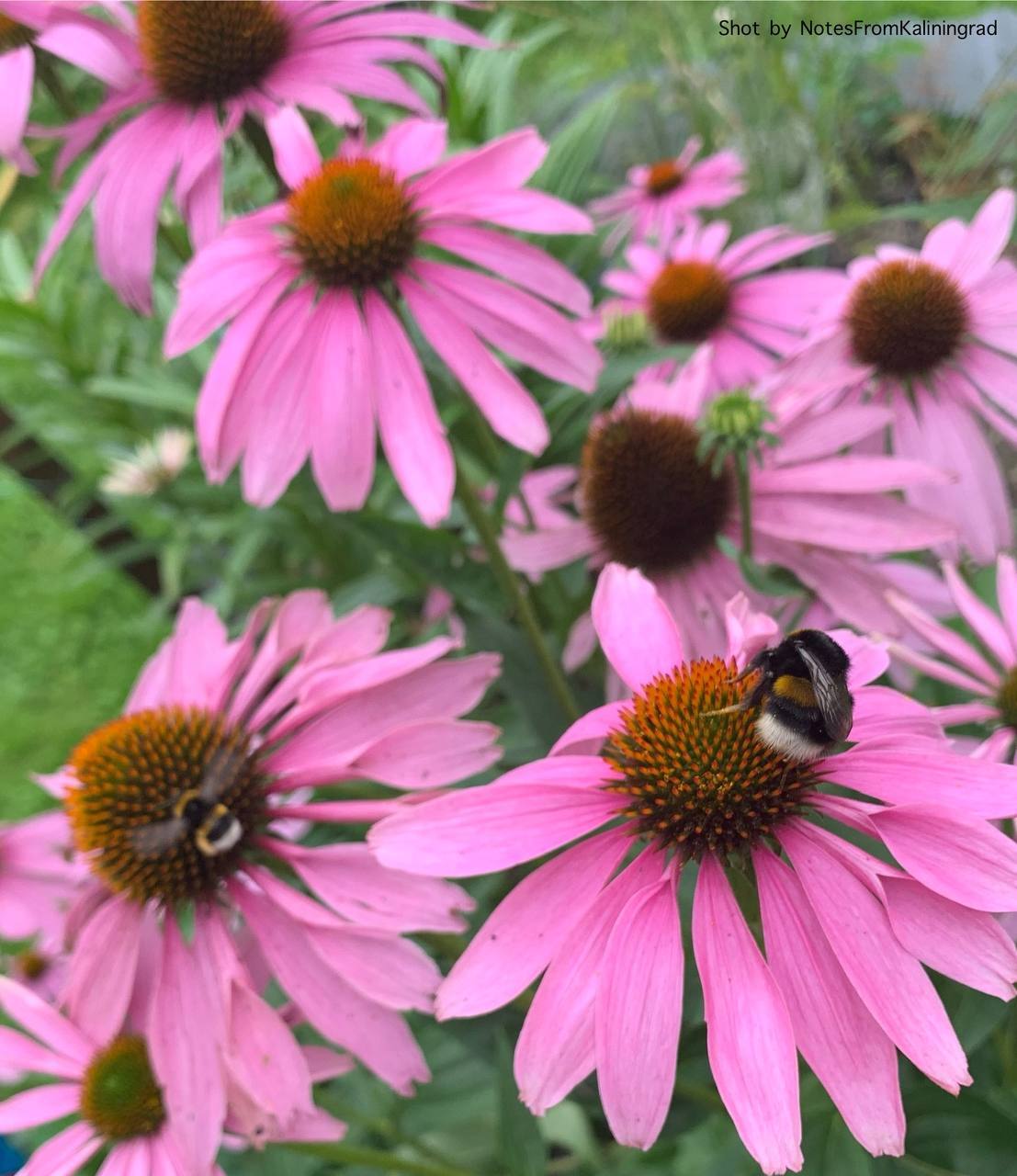 Echinacea purpurea - My, Echinacea, Plants, Flowers, Bloom, Bumblebee, The photo, Street photography, Kaliningrad, Kaliningrad region, Longpost