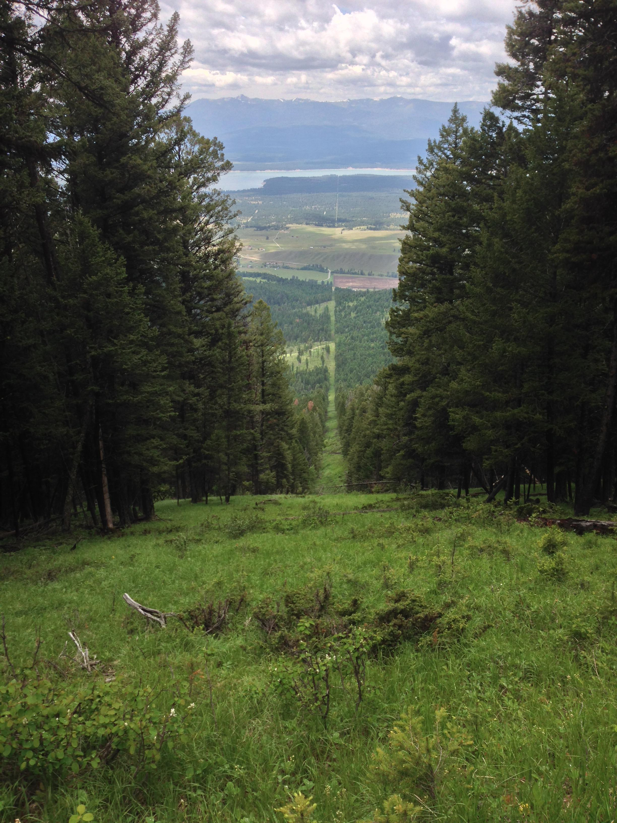 The border between the US and Canada looks like a clearing in the forest - Nature, Forest, The photo, The border, USA, Canada, clearing