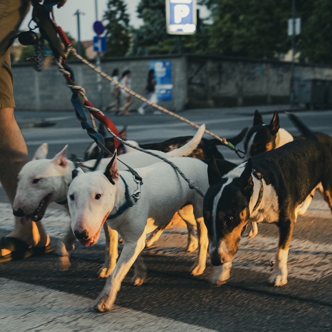 Dogs on street 36 - gang - My, Dog, Street photography, Pets