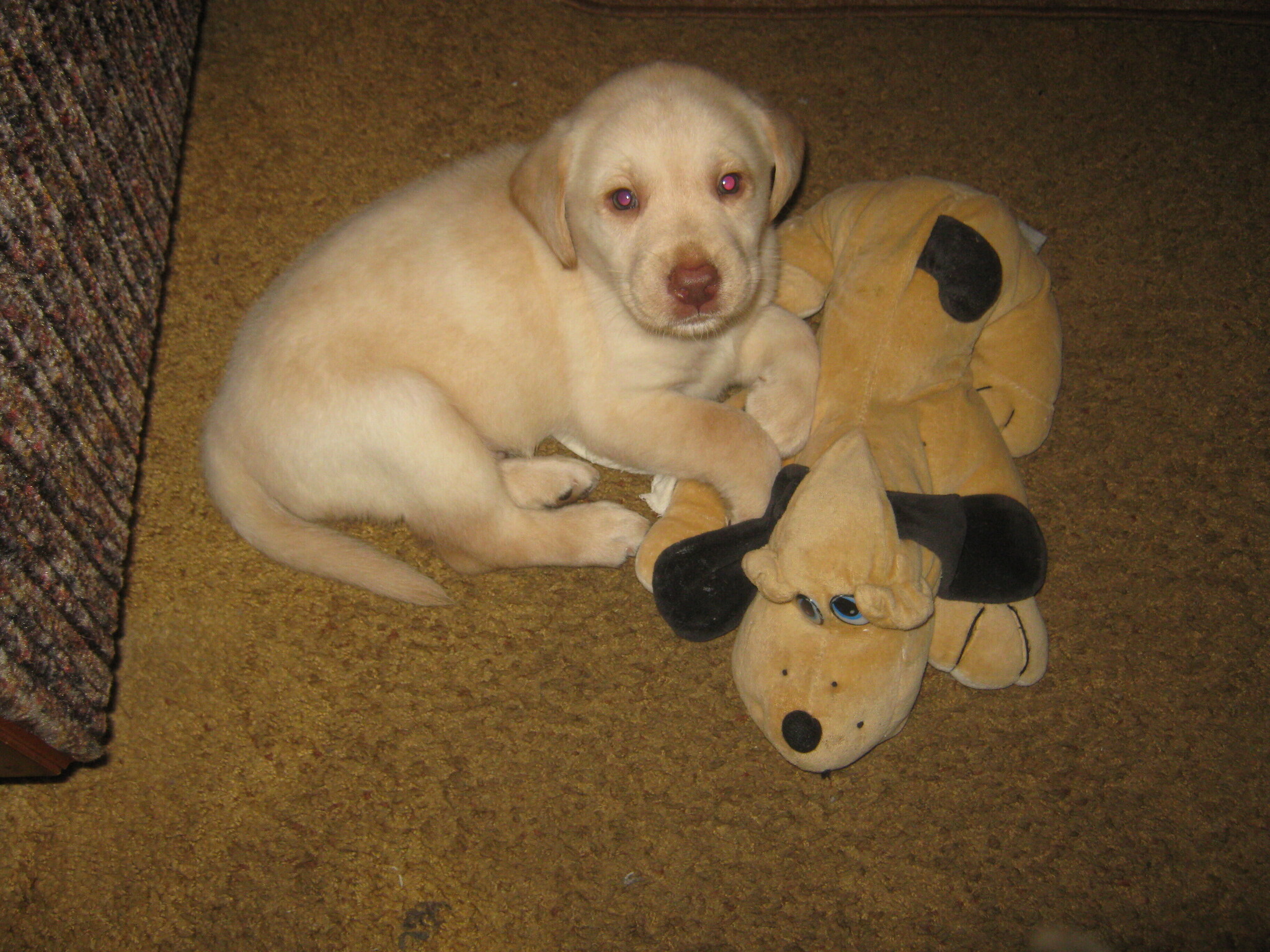 Before and after (12 years difference) - Dog, Labrador, Puppies, Milota, It Was-It Was, Longpost