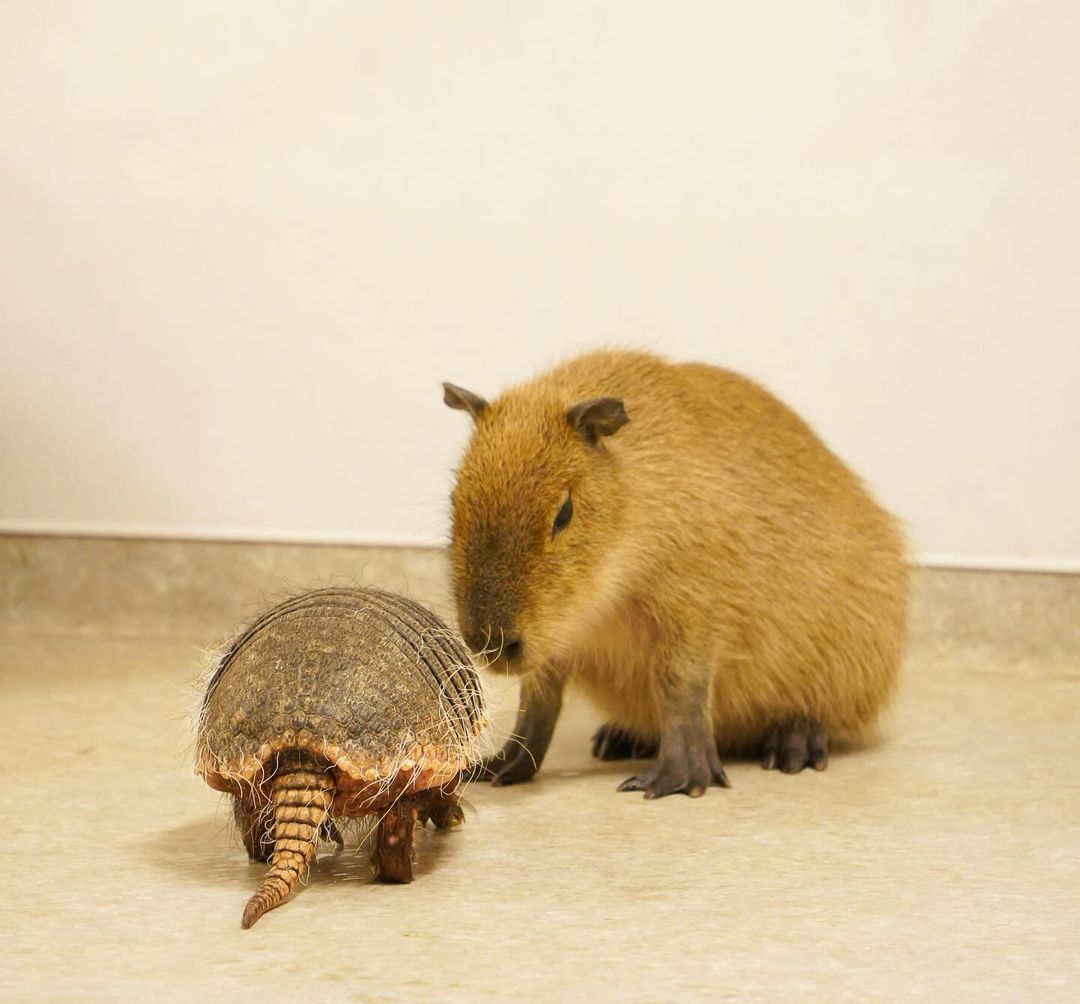 What are you? - Wild animals, Zoo, Capybara, Rodents, Battleship