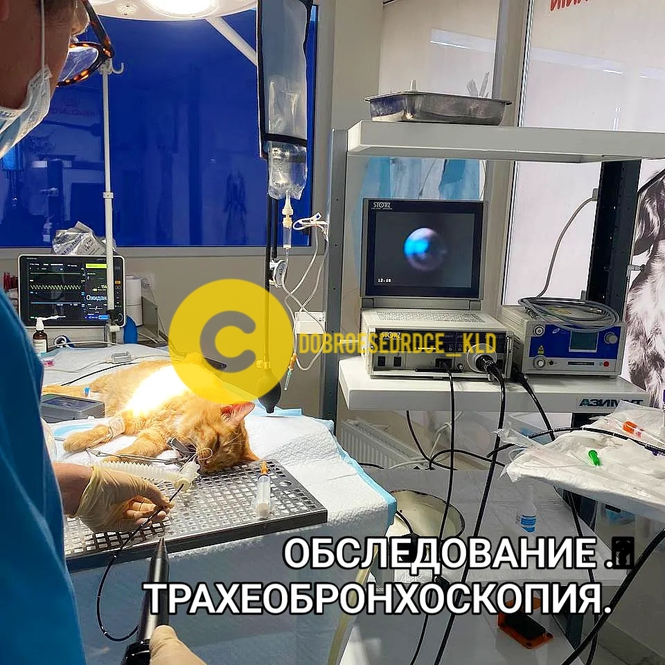 Vanka-vstanka. Examination - My, cat, Redheads, Усы, No rating, Life stories, Treatment, The strength of the Peekaboo, Thank you, Helping animals, Animal shelter, Video, Vertical video, Longpost