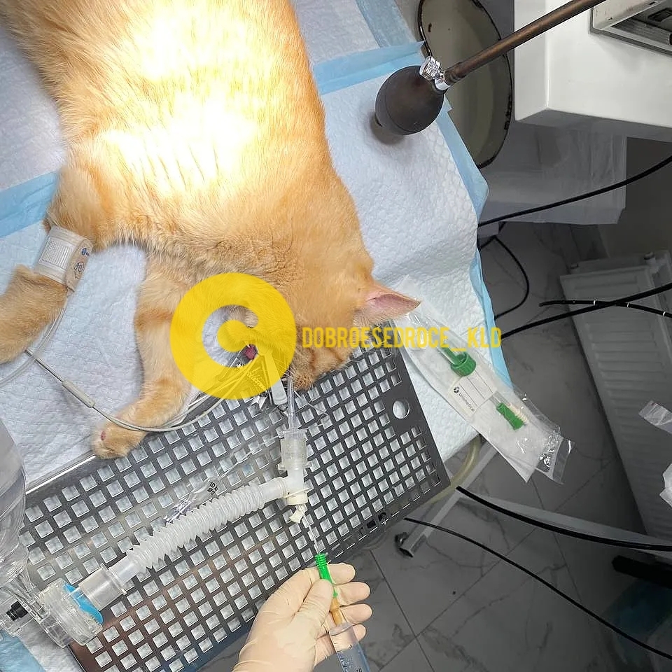 Vanka-vstanka. Examination - My, cat, Redheads, Усы, No rating, Life stories, Treatment, The strength of the Peekaboo, Thank you, Helping animals, Animal shelter, Video, Vertical video, Longpost