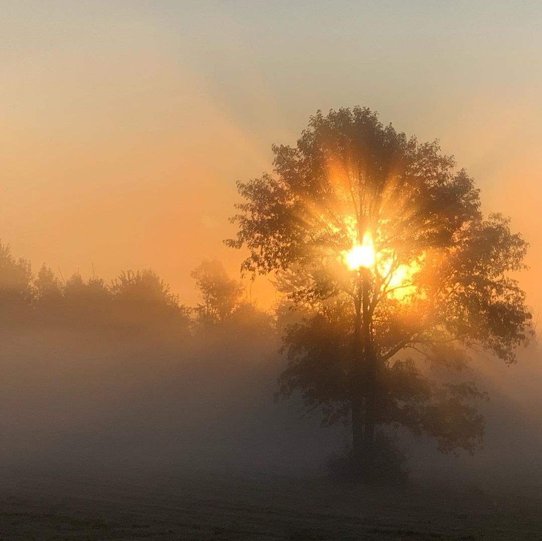 September dawn - Tree, Plants, Fog, dawn, The sun, wildlife, The photo