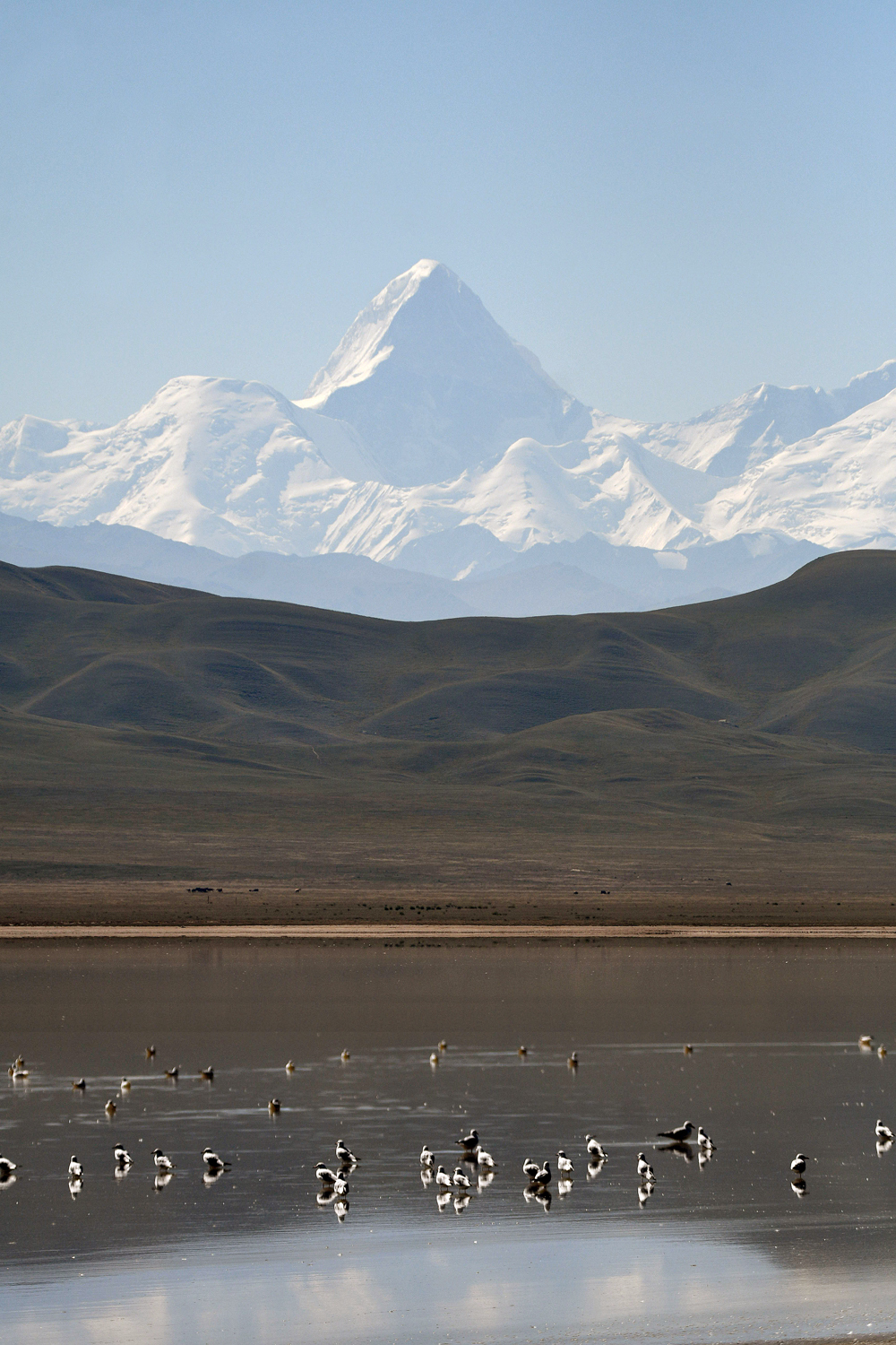 The Treasure of Lake Tuzkol - My, Rare view, The mountains, Kazakhstan, Birds, Cranes, Longpost, The photo, Nature