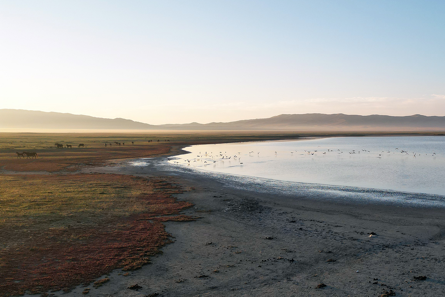 The Treasure of Lake Tuzkol - My, Rare view, The mountains, Kazakhstan, Birds, Cranes, Longpost, The photo, Nature