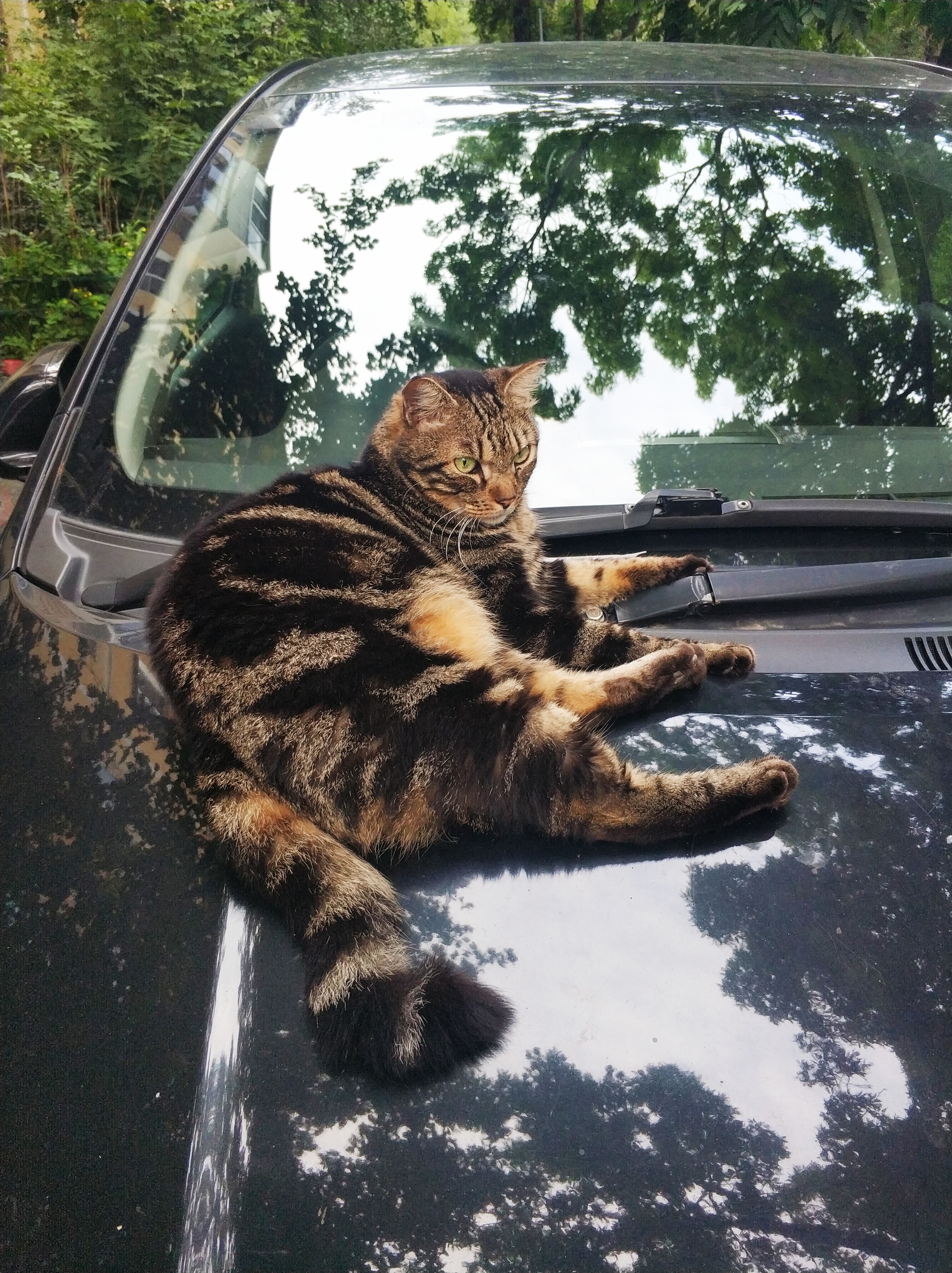 Master of the yard - My, cat, Fluffy, Pet the cat, Courtyard