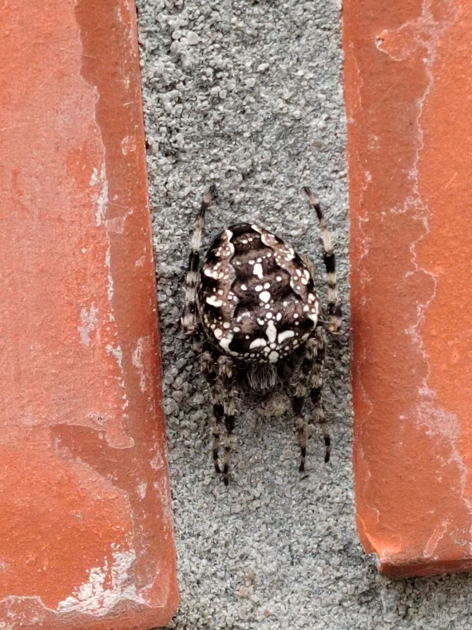 Living creatures around the house - My, Spider, Animals, In the animal world, Longpost