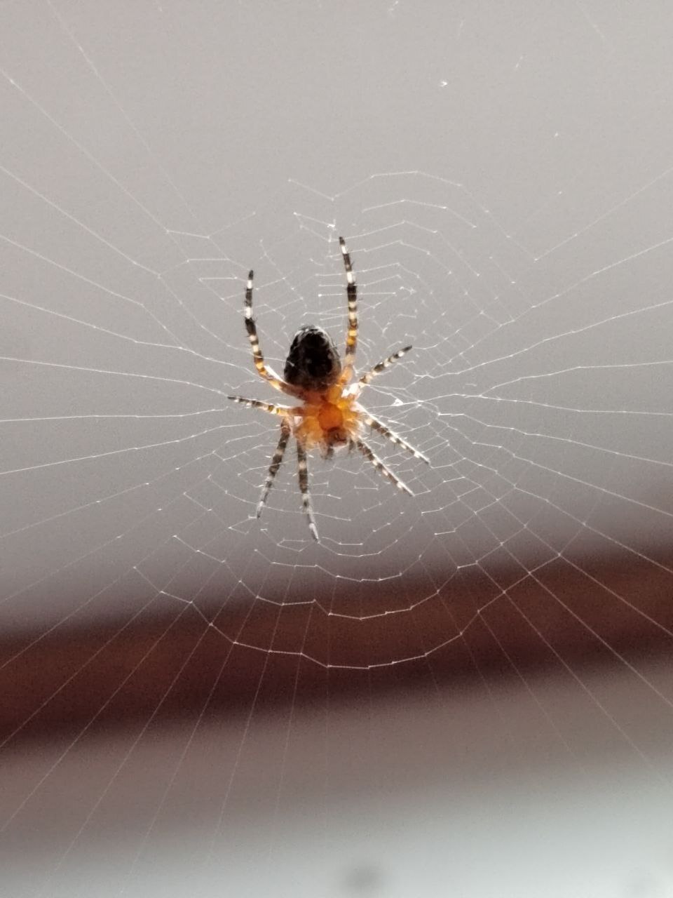 Living creatures around the house - My, Spider, Animals, In the animal world, Longpost