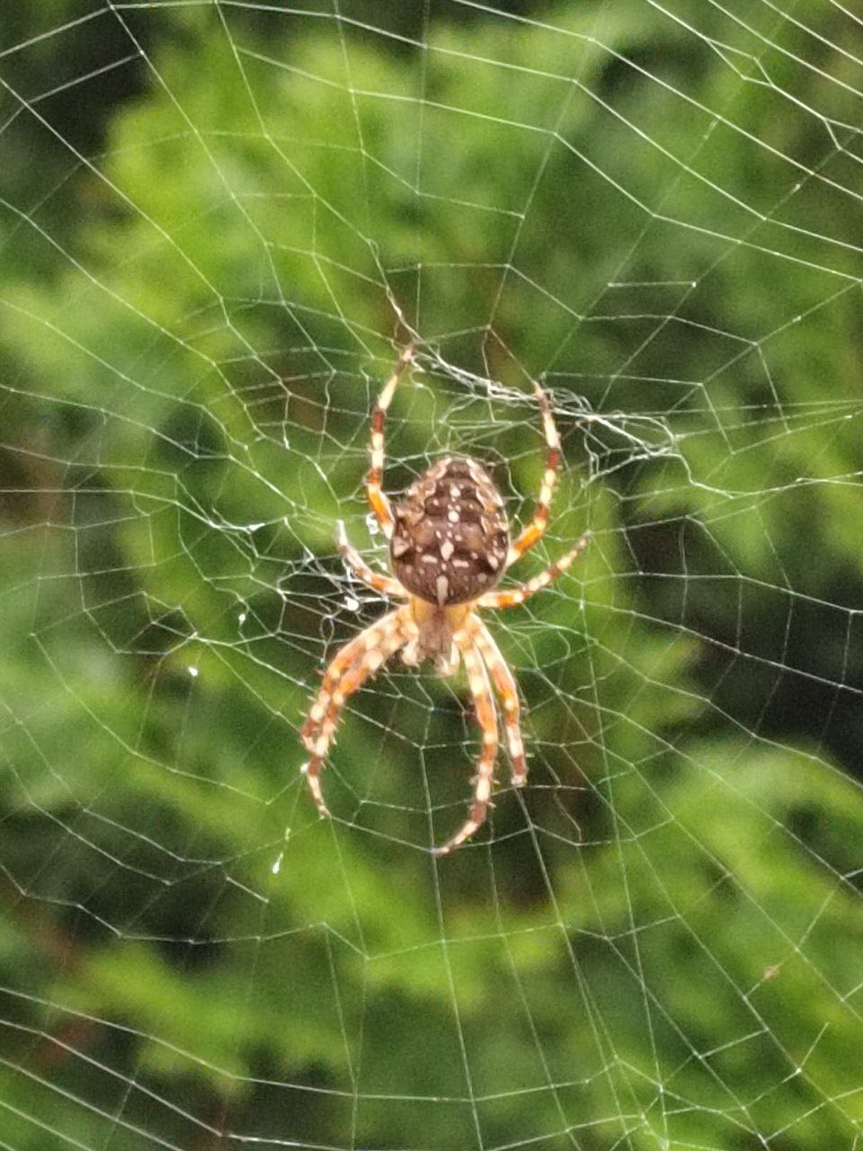 Living creatures around the house - My, Spider, Animals, In the animal world, Longpost