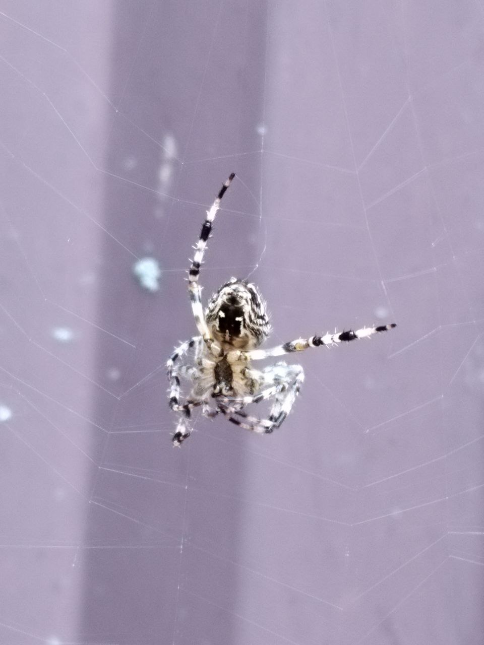 Living creatures around the house - My, Spider, Animals, In the animal world, Longpost