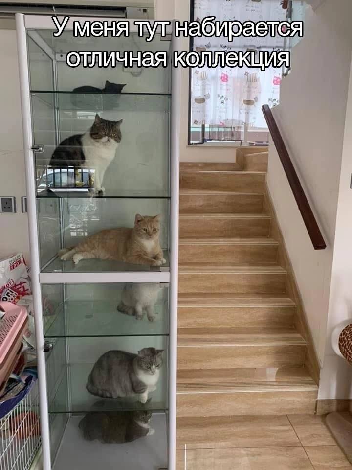 Valuable specimens - Humor, Picture with text, Memes, cat, Collection, Telegram (link)