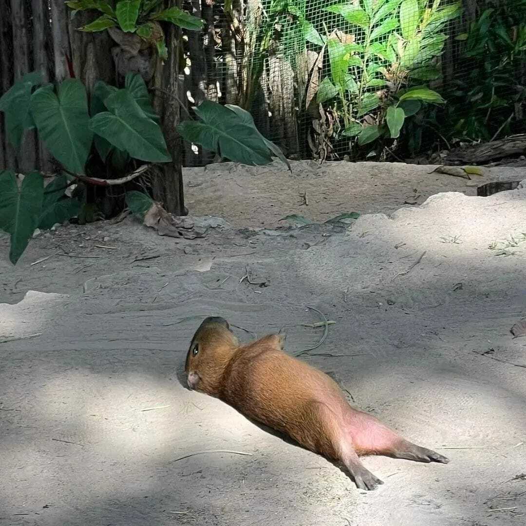 Let's take sun baths - Wild animals, Zoo, Capybara, Rodents, Young