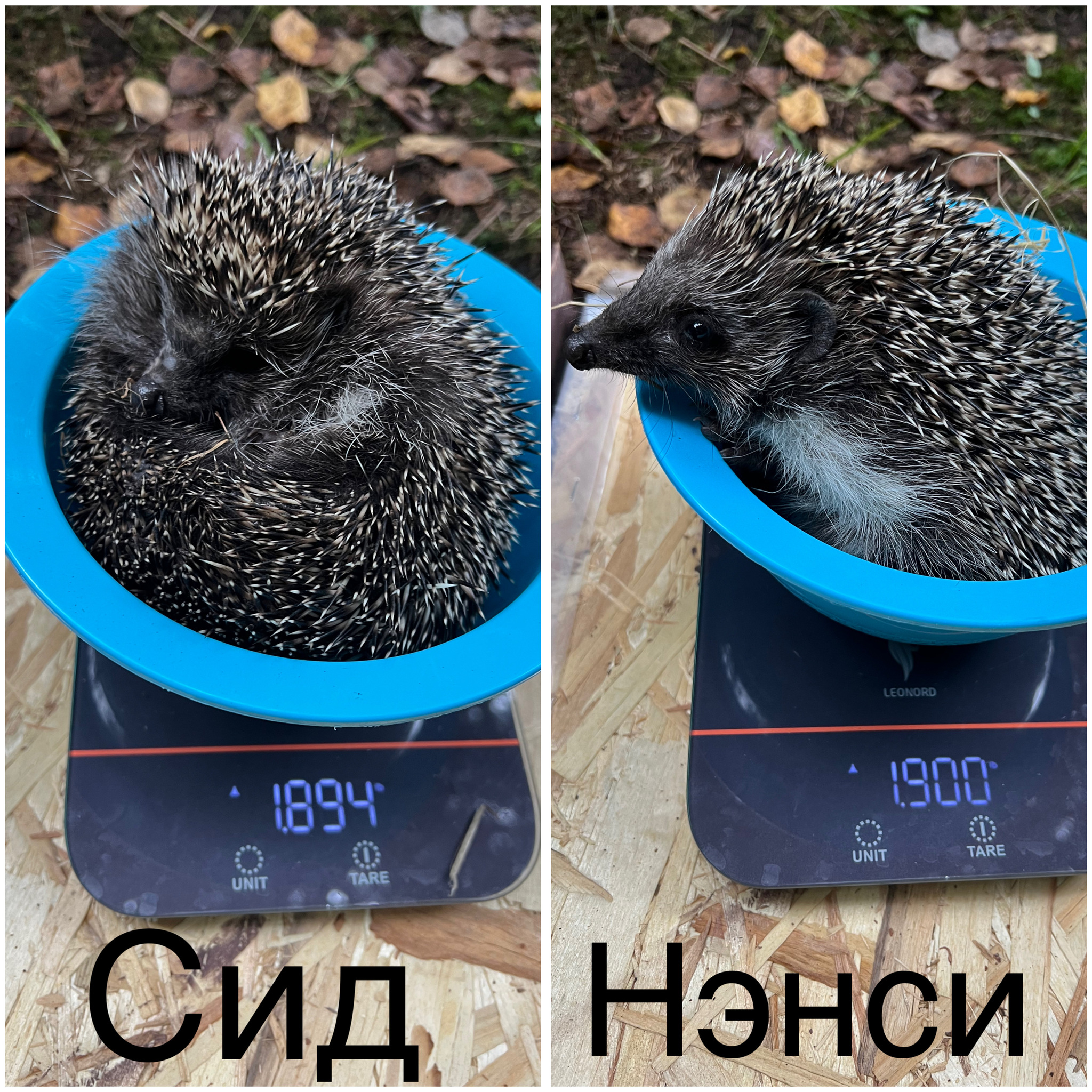 Hedgehogs in the house, part 22 - My, Hedgehog, Animal Rescue, Pets, Life stories, Longpost