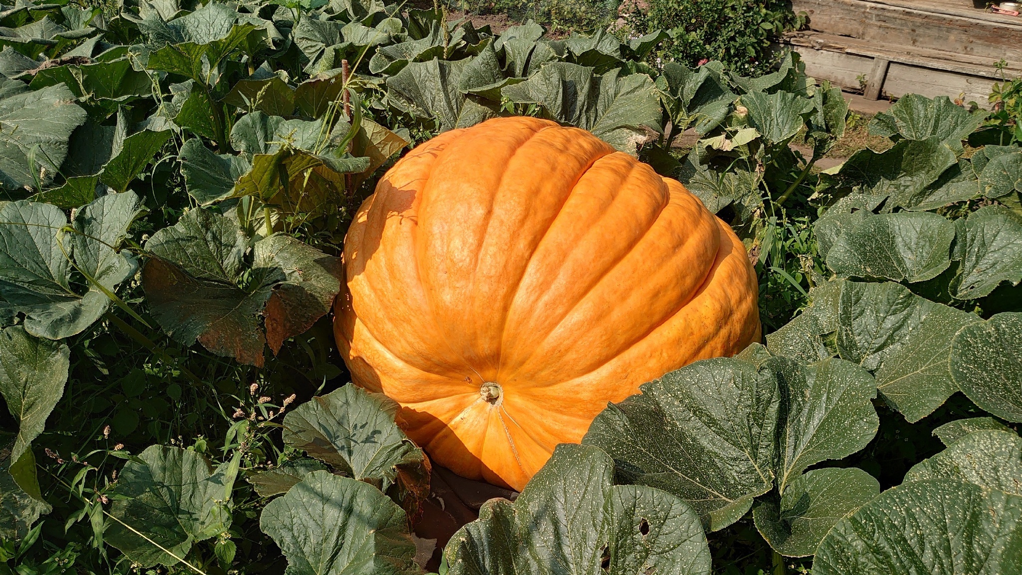 Giant Pumpkin Summary for 09/01/2024 - My, Gardening, Garden, Vegetables, Garden, Plants, Longpost, Big size