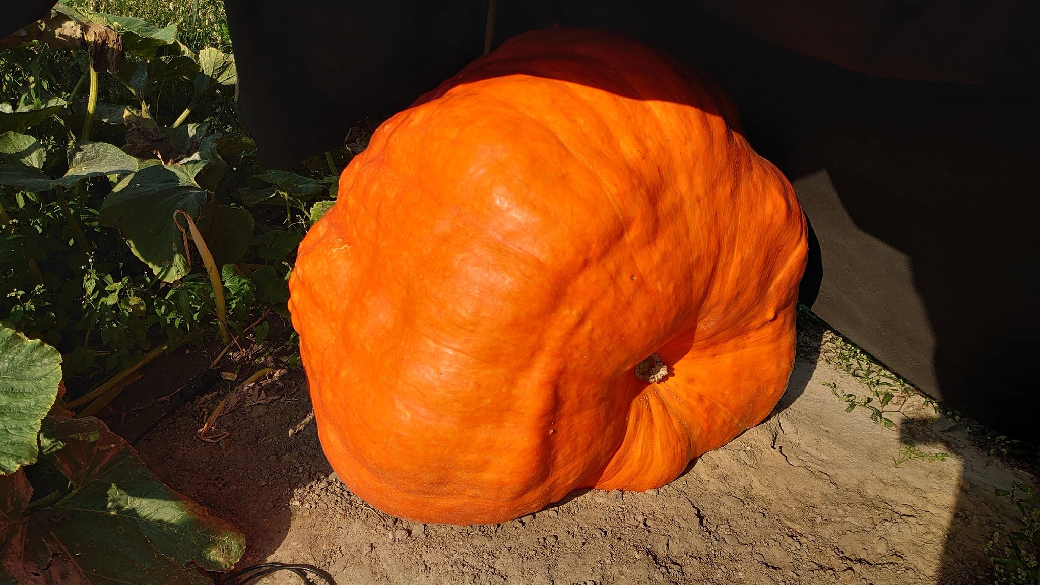 Giant Pumpkin Summary for 09/01/2024 - My, Gardening, Garden, Vegetables, Garden, Plants, Longpost, Big size