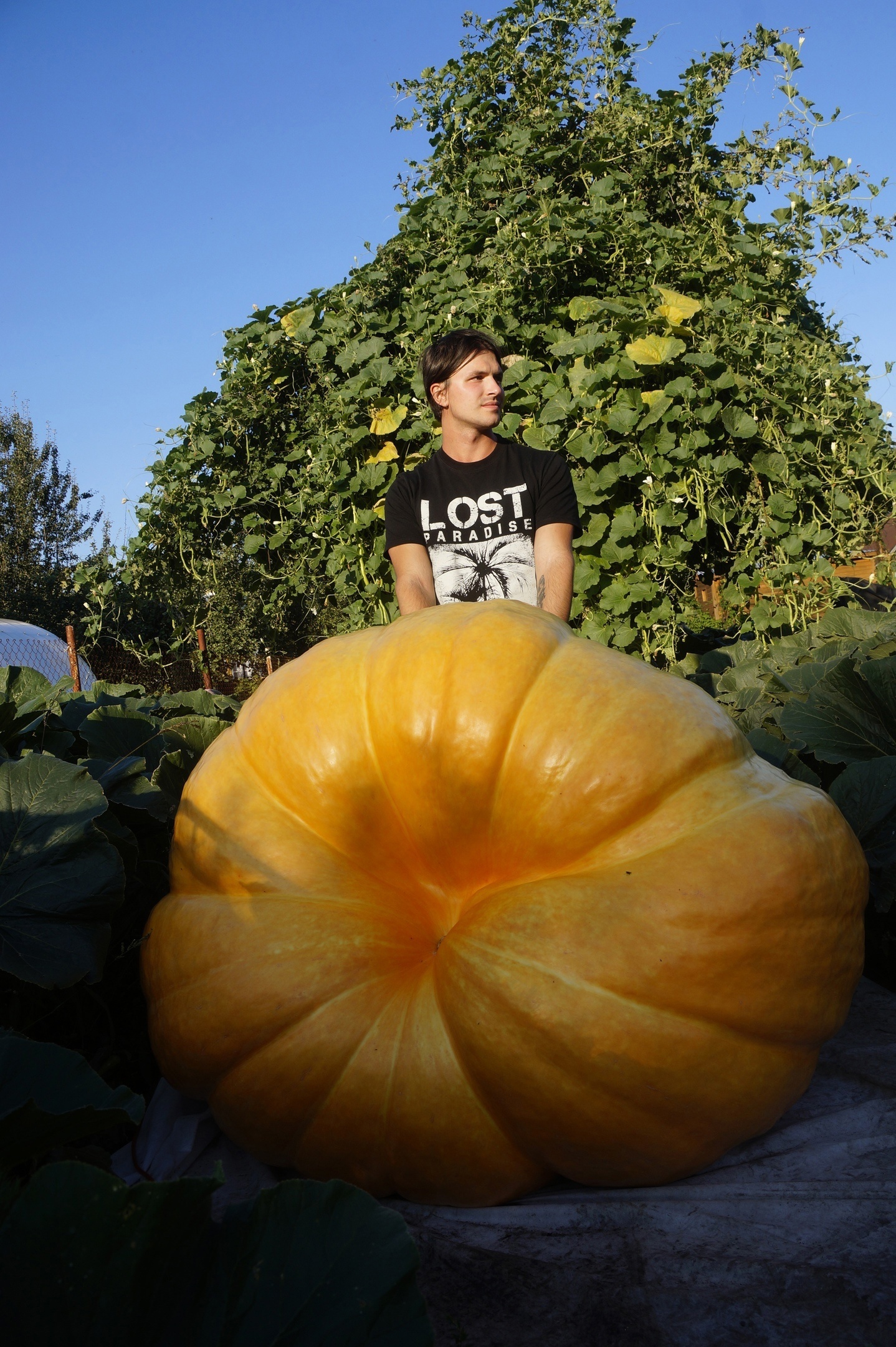 Giant Pumpkin Summary for 09/01/2024 - My, Gardening, Garden, Vegetables, Garden, Plants, Longpost, Big size