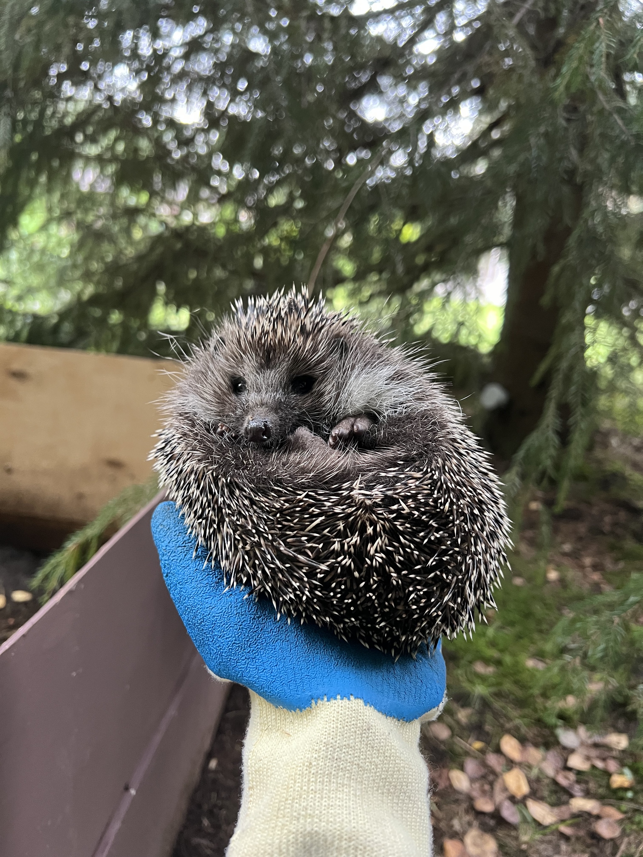 Hedgehogs in the house, part 22 - My, Hedgehog, Animal Rescue, Pets, Life stories, Longpost