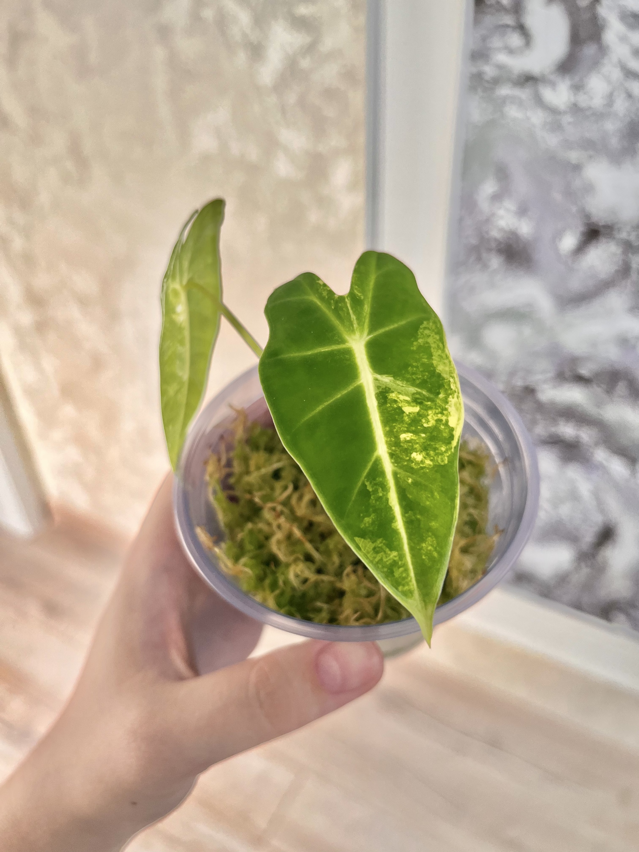 Alocasia Drama Queen - My, Houseplants, Plants, Flowers, Alocasia, Gardening, Longpost