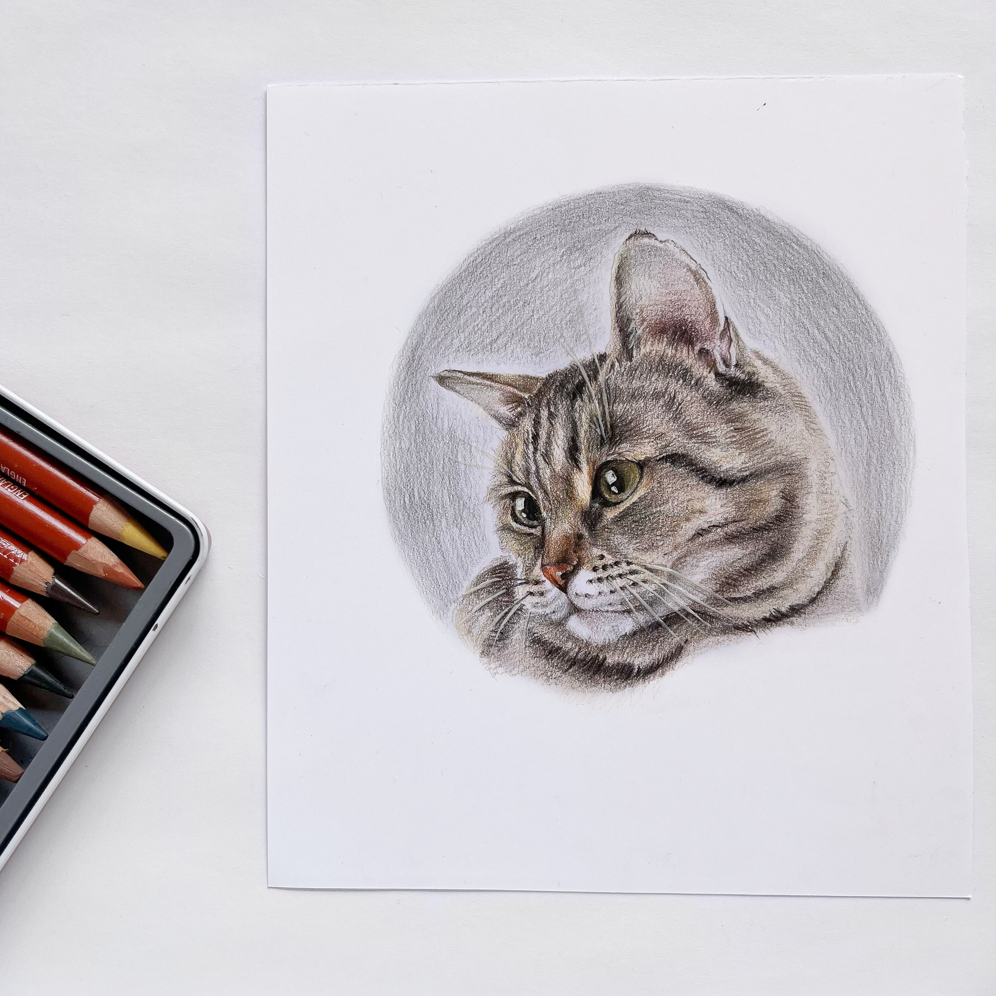 Cat with colored pencils - My, Colour pencils, cat, Tricolor cat, Kittens, Portrait, Fluffy, Portrait by photo, Cat lovers