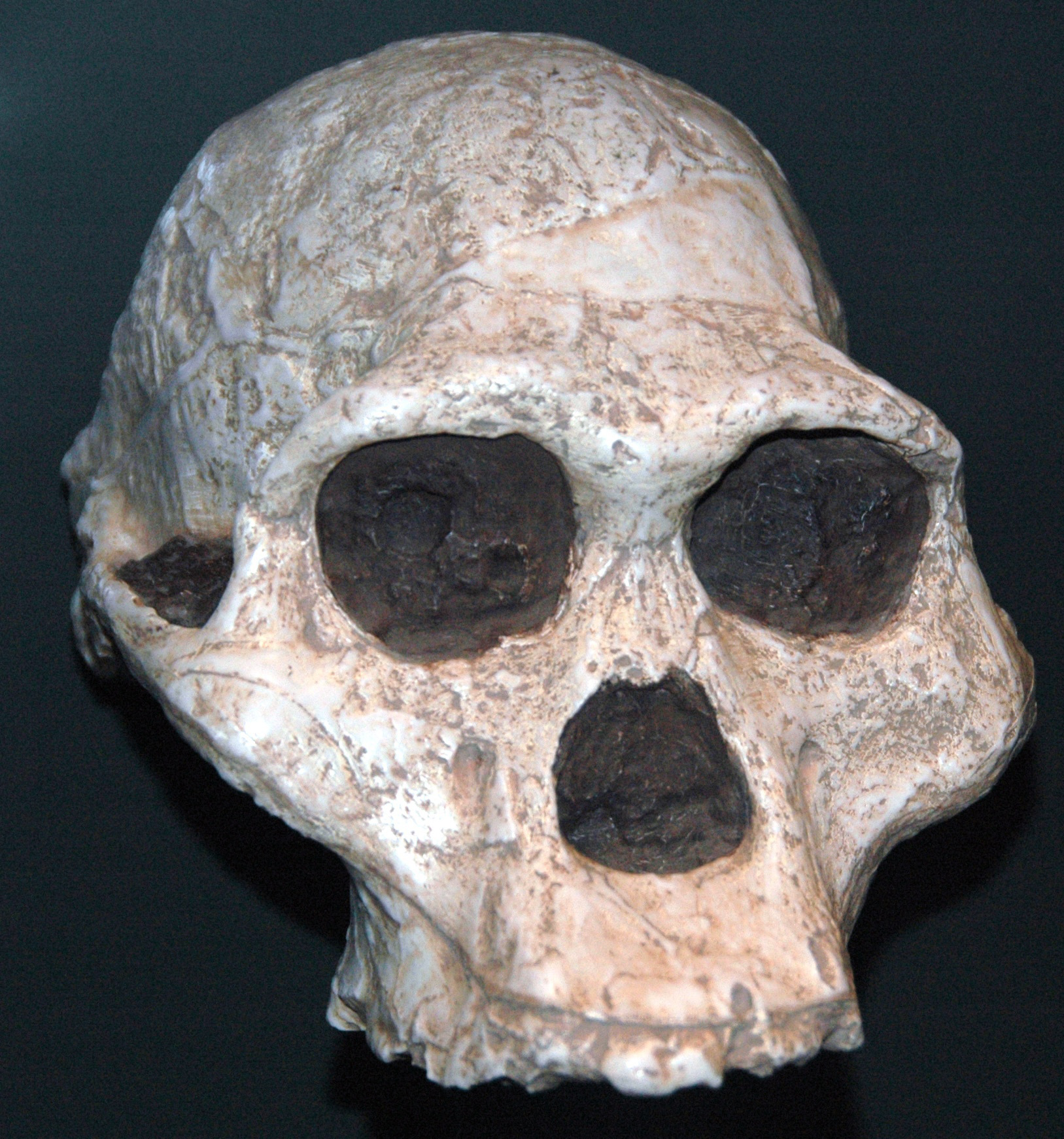 After the discovery of this skull, many even the most adamant skeptics agreed... - My, Research, Scientists, Nauchpop, The science, Archeology, Longpost