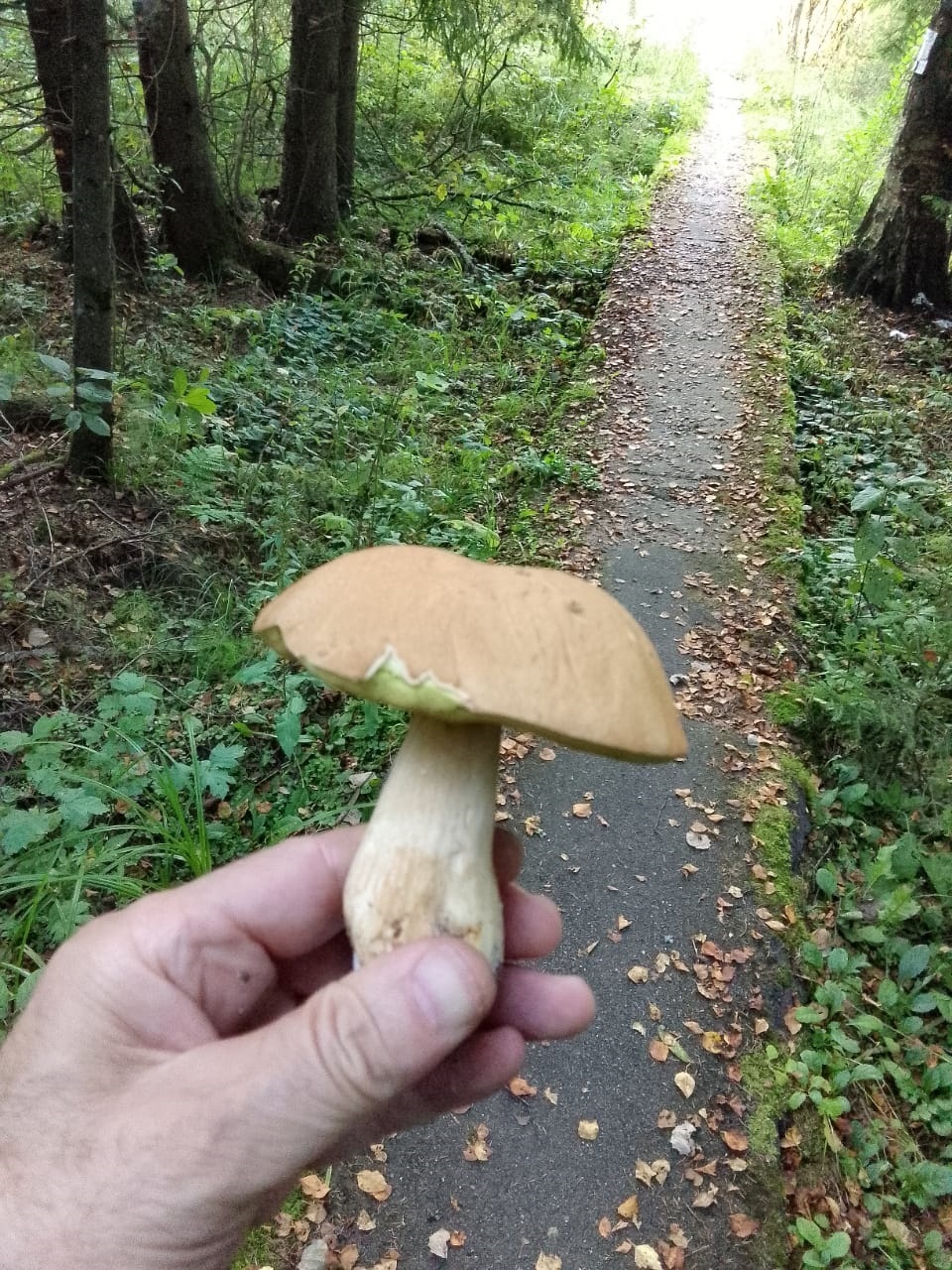 I have noticed many times: mushrooms choose their mushroom picker - My, Mushrooms, Mushroom pickers, Forest, Walk in the woods, The photo