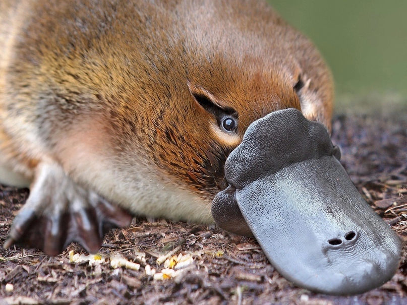 Gangsters of the Biosphere. Issue #1 - Platypus - My, Humor, Animals, Biology, Platypuses, Facts, Longpost