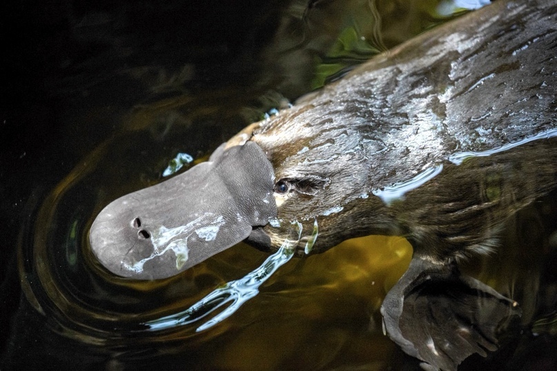 Gangsters of the Biosphere. Issue #1 - Platypus - My, Humor, Animals, Biology, Platypuses, Facts, Longpost