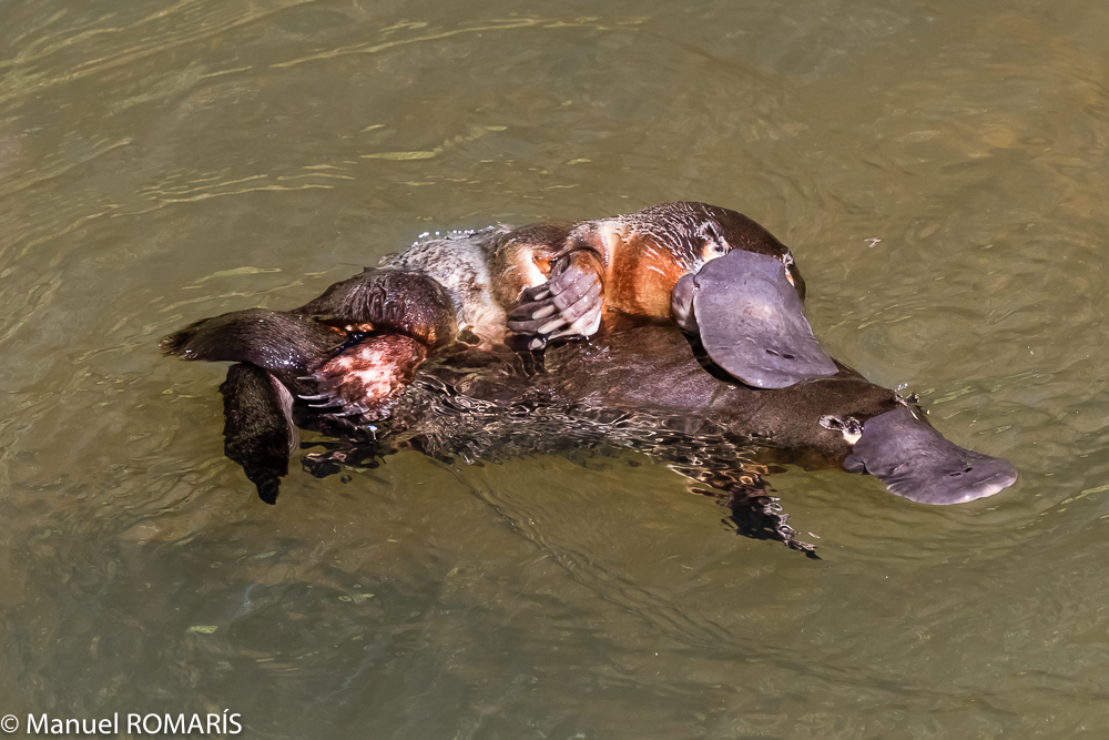 Gangsters of the Biosphere. Issue #1 - Platypus - My, Humor, Animals, Biology, Platypuses, Facts, Longpost