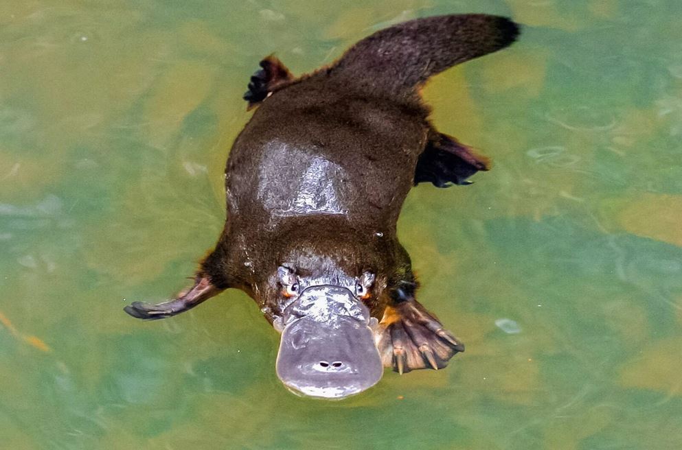 Gangsters of the Biosphere. Issue #1 - Platypus - My, Humor, Animals, Biology, Platypuses, Facts, Longpost